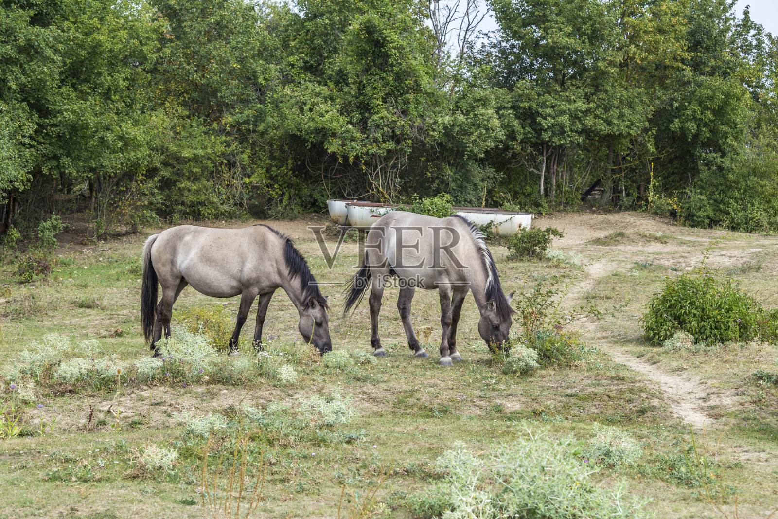 在弗莱堡附近的自然保护区的科尼克野马照片摄影图片