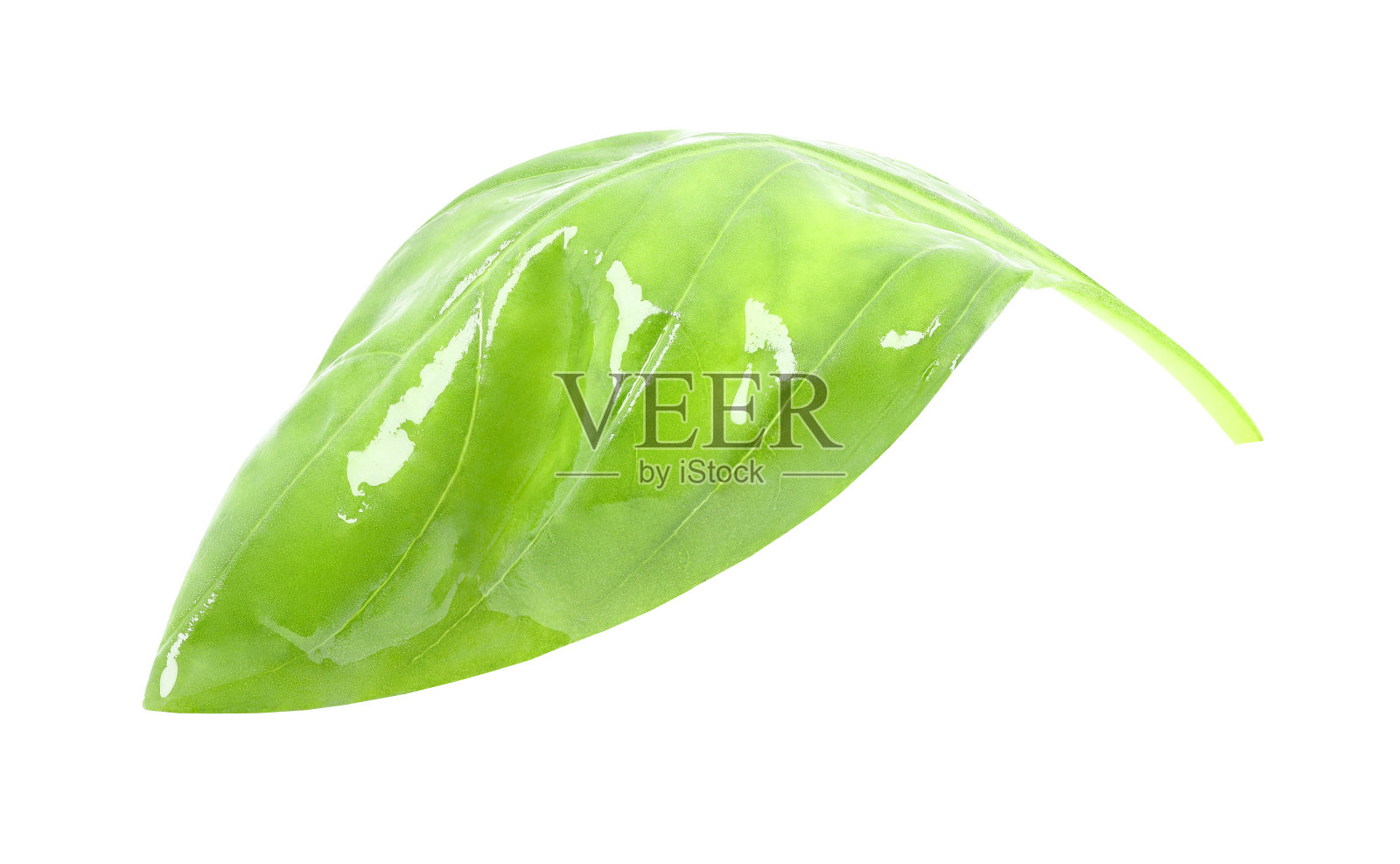 罗勒、绿叶隔离在白色背景上，带有剪切路径，包装设计元素。全景深。照片摄影图片