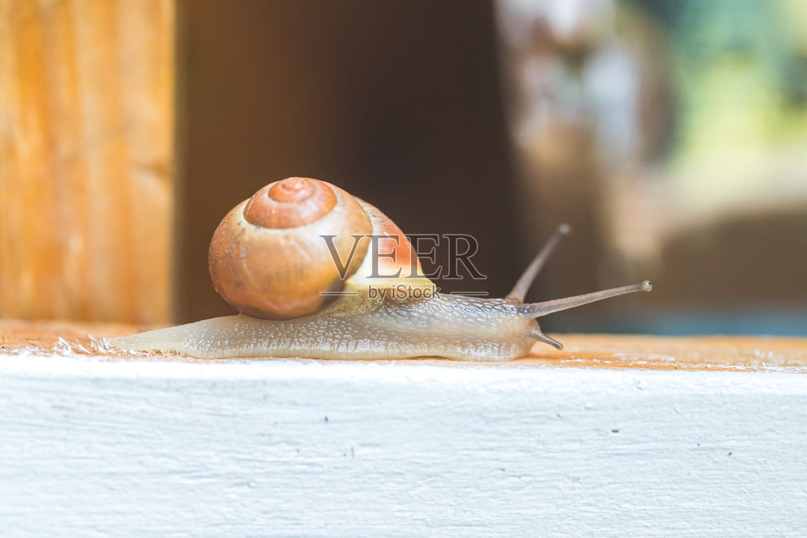 自家花园里的蜗牛，关起来照片摄影图片