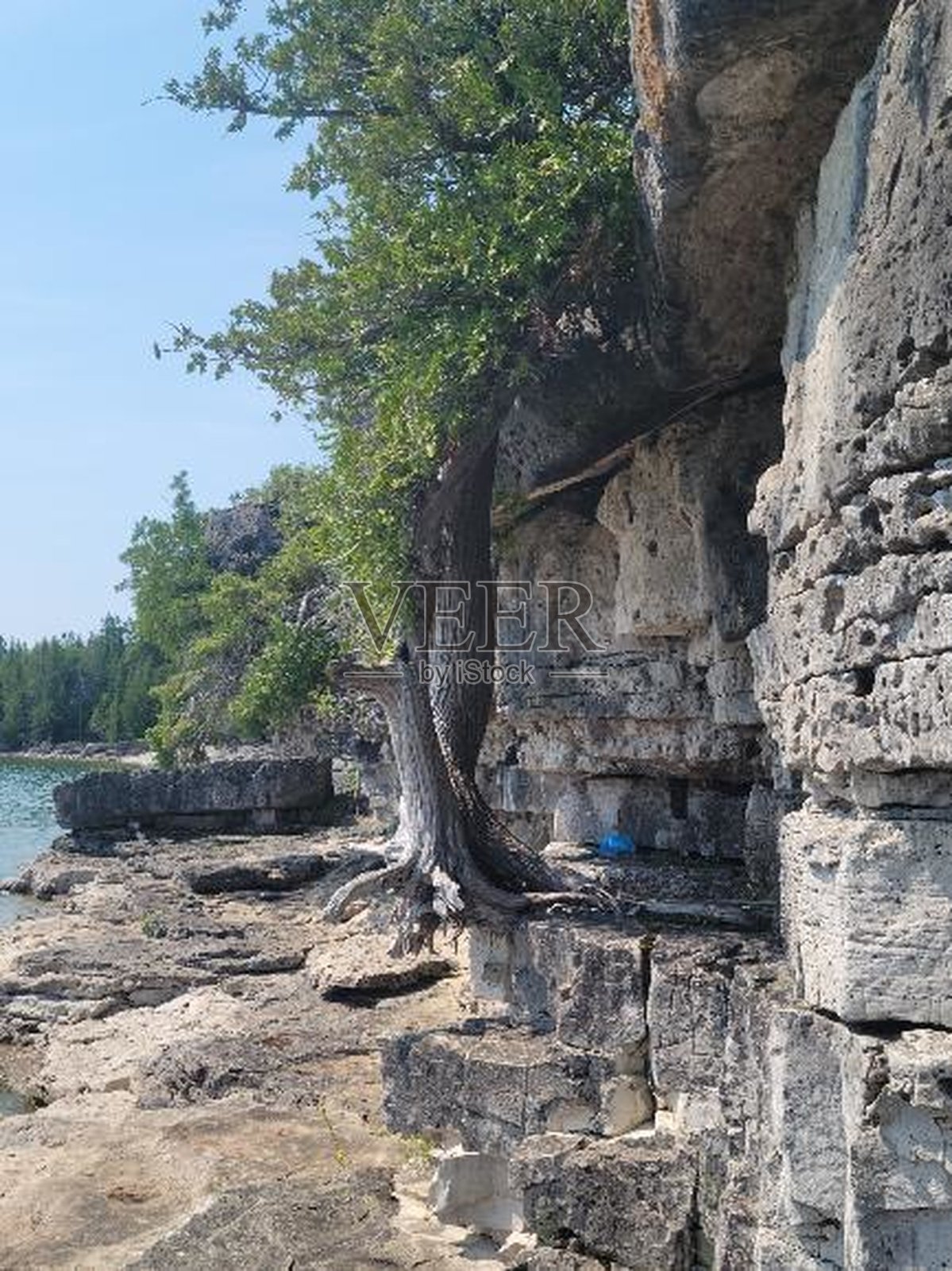 浮动的树照片摄影图片