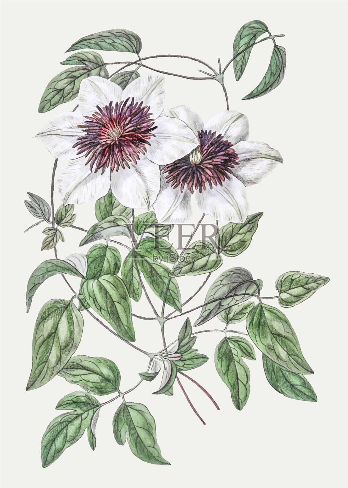 用于装饰的古老铁线莲枝插画图片素材