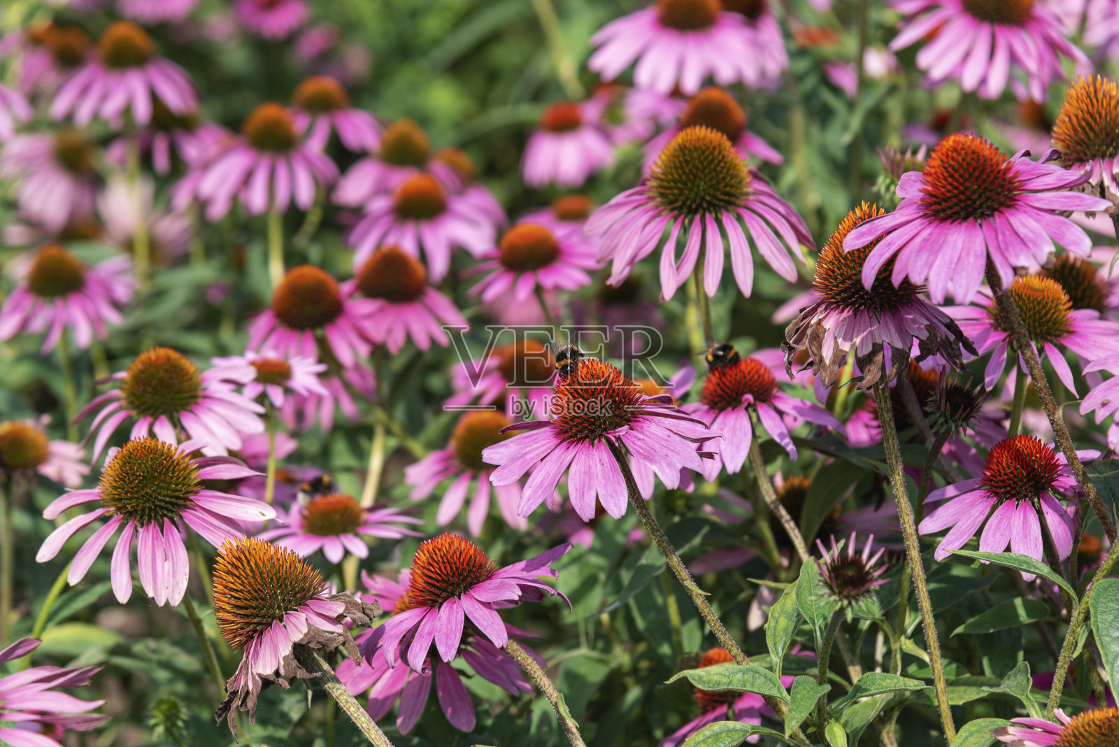 紫锥菊紫竹花。美丽的自然背景。近距离照片摄影图片