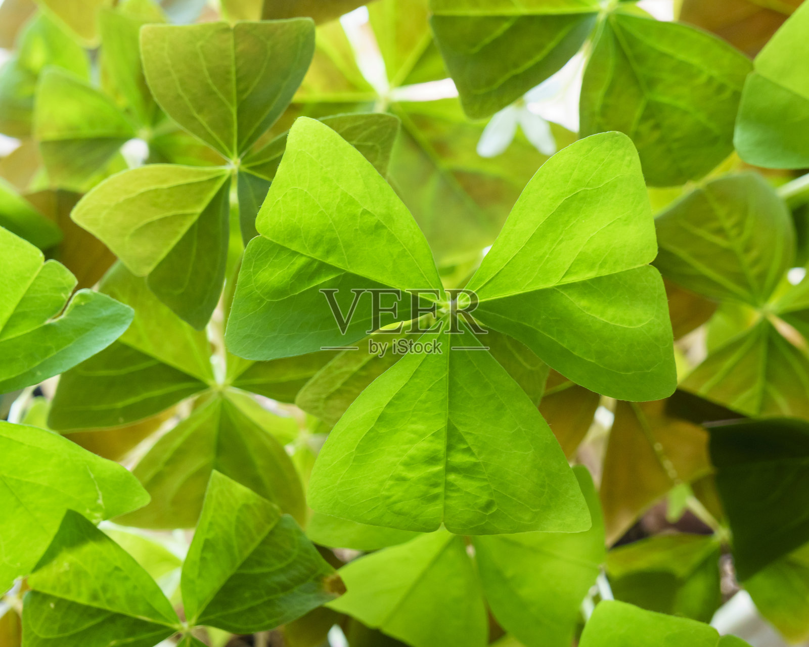 草叶繁茂，花三角形照片摄影图片