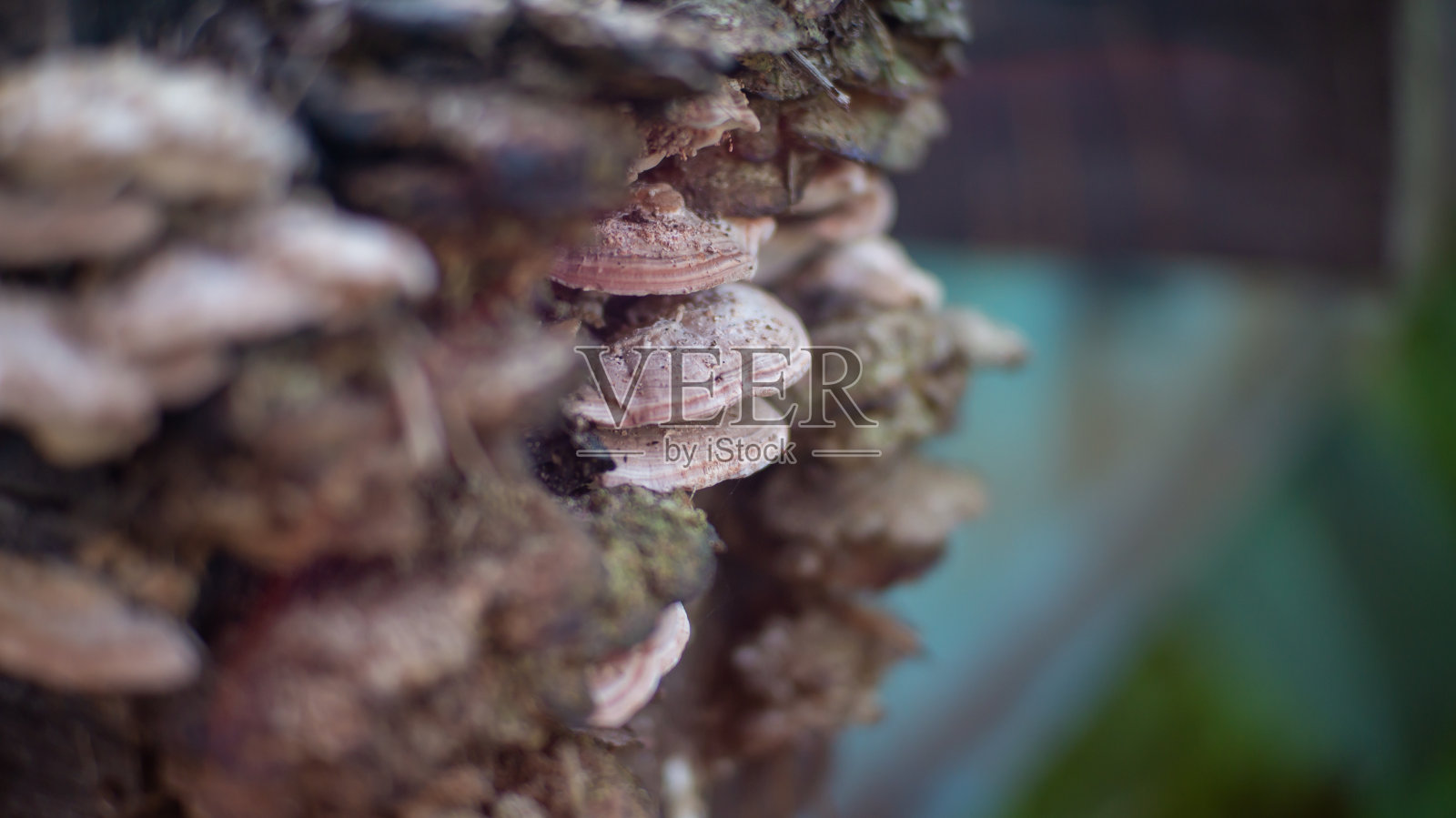 铁轨附近的旧木头上有蘑菇照片摄影图片