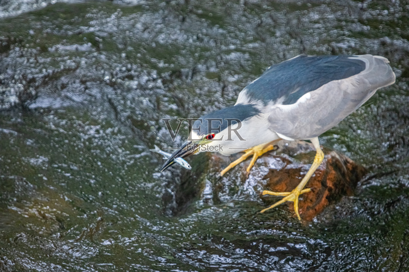 灰鹭，(夜鹭)，黑冠夜鹭或黑冠夜鹭。照片摄影图片