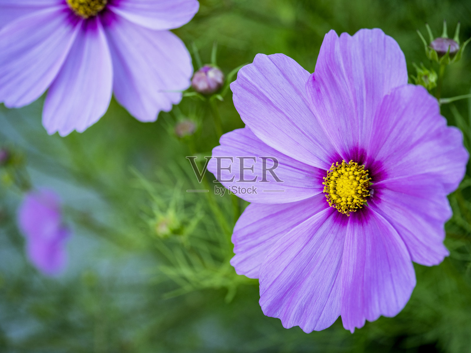 在西雅图花坛生长的宇宙双翅目照片摄影图片