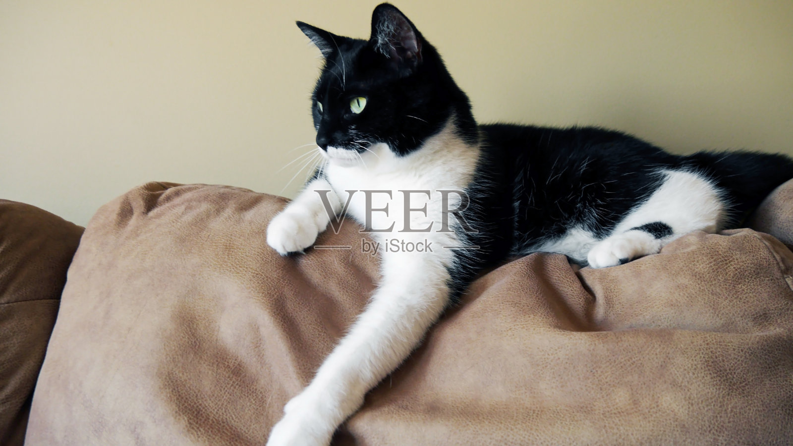 猫放松照片摄影图片