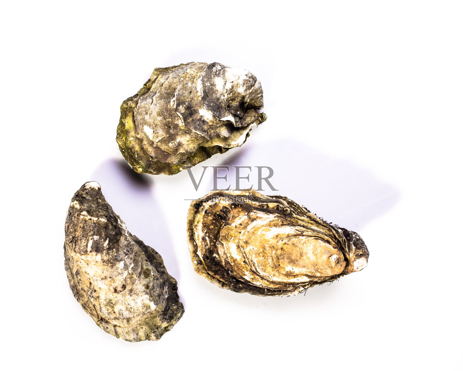 新鲜牡蛎分离在白色背景照片摄影图片