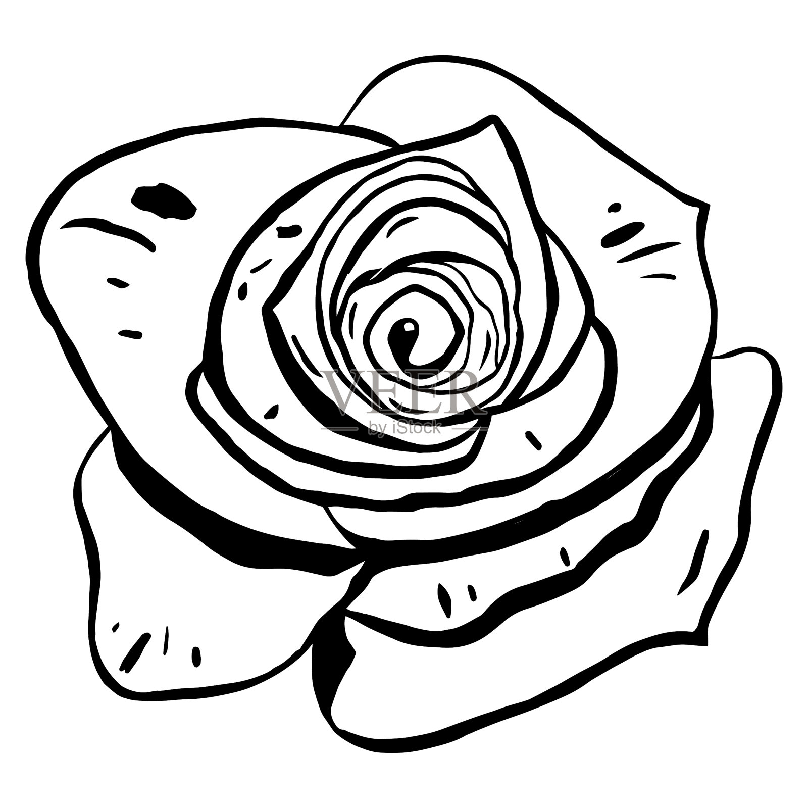 玫瑰在单色风格孤立在白色插画图片素材