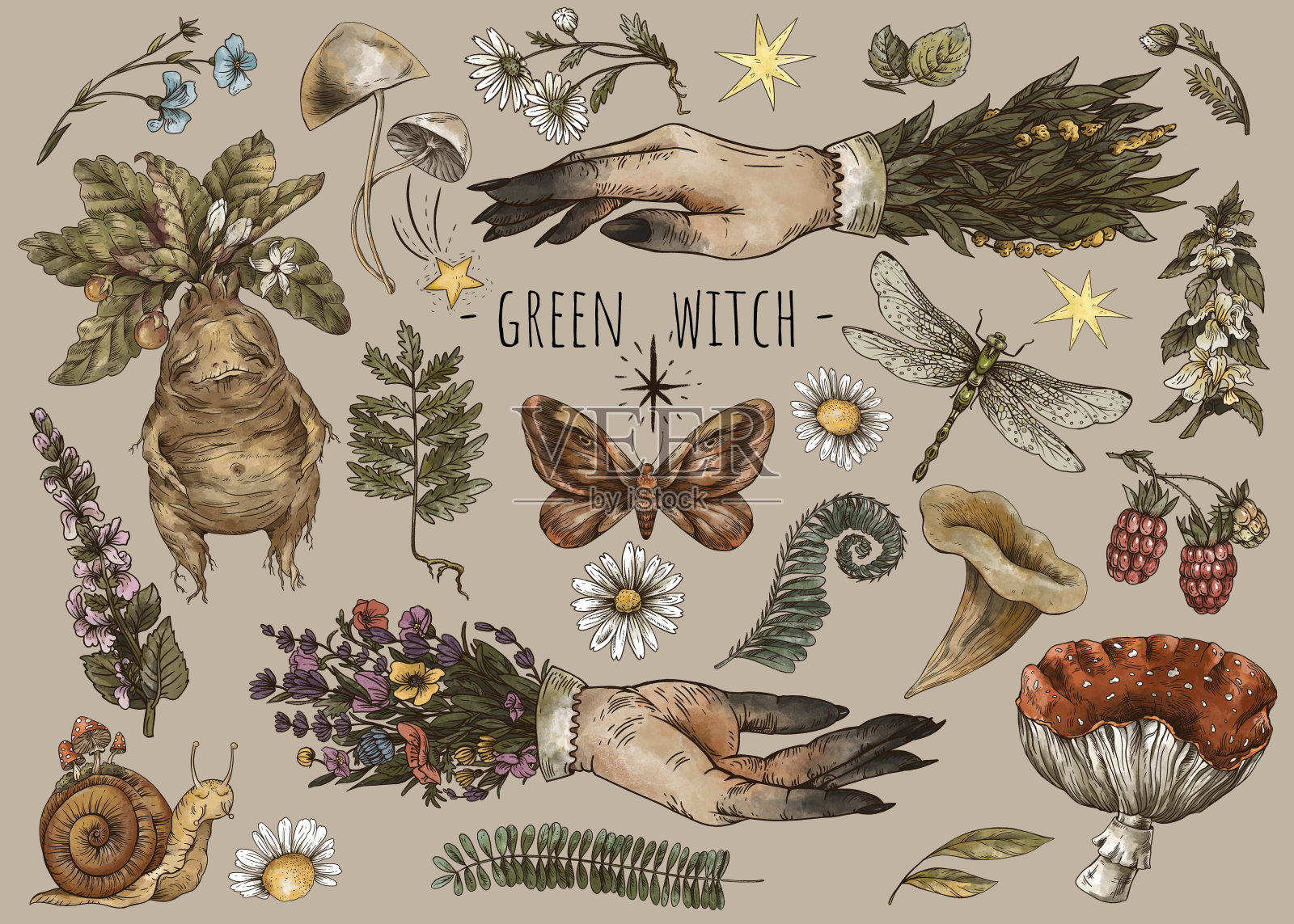 古老的魔法植物，女巫的手，巫术的神秘，曼德拉根，蘑菇，花，洋甘菊，鹅膏菌，蕨叶插画图片素材