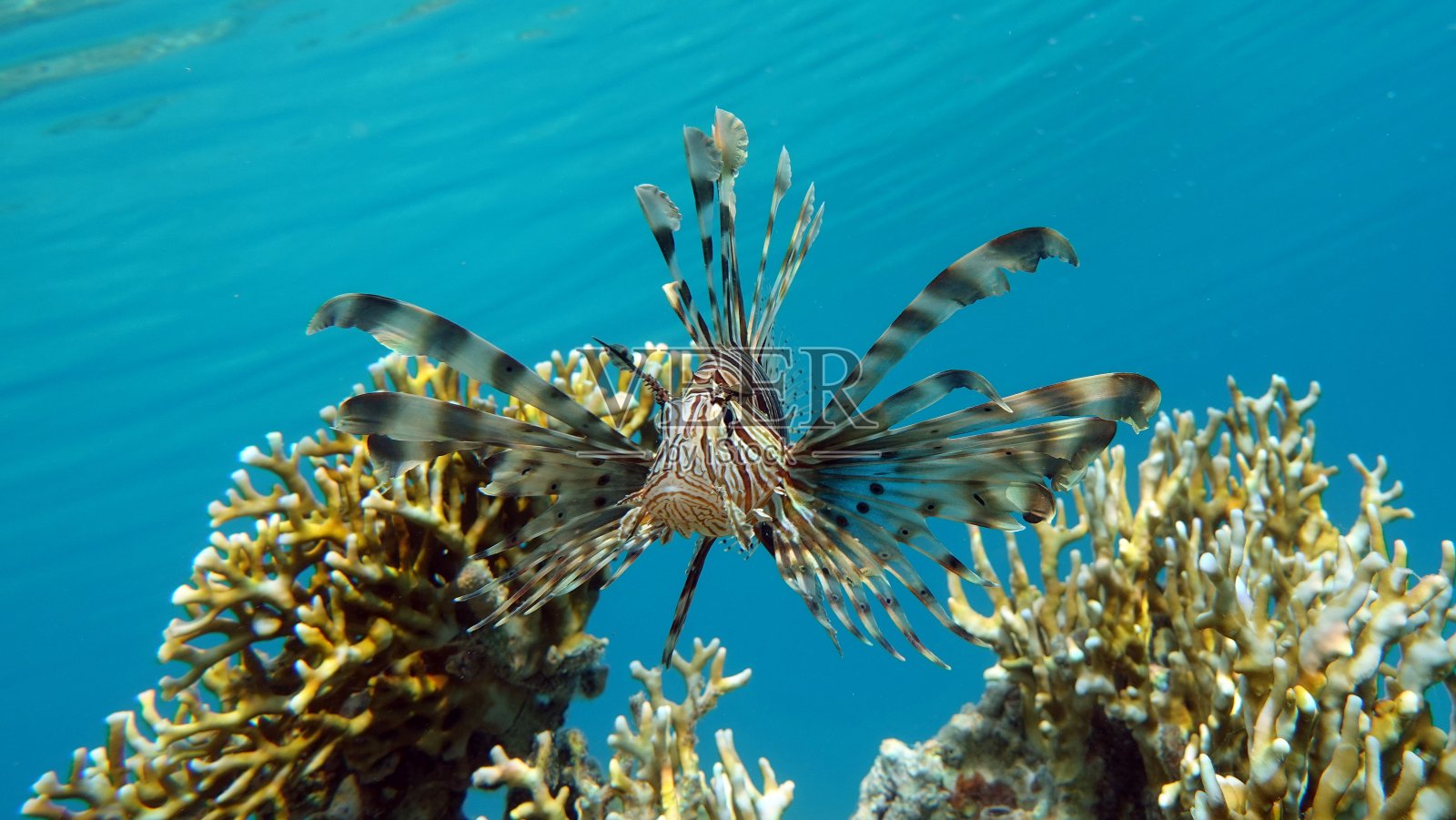 红海里的狮子鱼。照片摄影图片