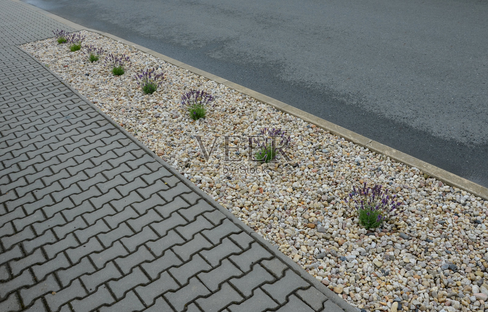 蓝色、白色、淡紫色附近有一堵水泥板墙，一堵用水泥板做成的篱笆。薰衣草被切成一个球体。由白色石灰石大理石鹅卵石制成的覆盖物。道路沥青,限制照片摄影图片