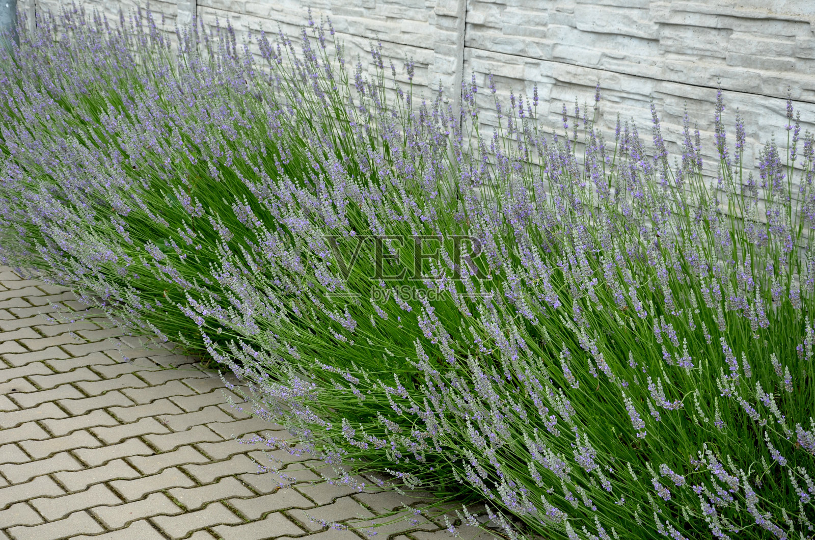 蓝色、白色、淡紫色附近有一堵水泥板墙，一堵用水泥板做成的篱笆。薰衣草被切成一个球体。由白色石灰石大理石鹅卵石制成的覆盖物。道路沥青,限制照片摄影图片