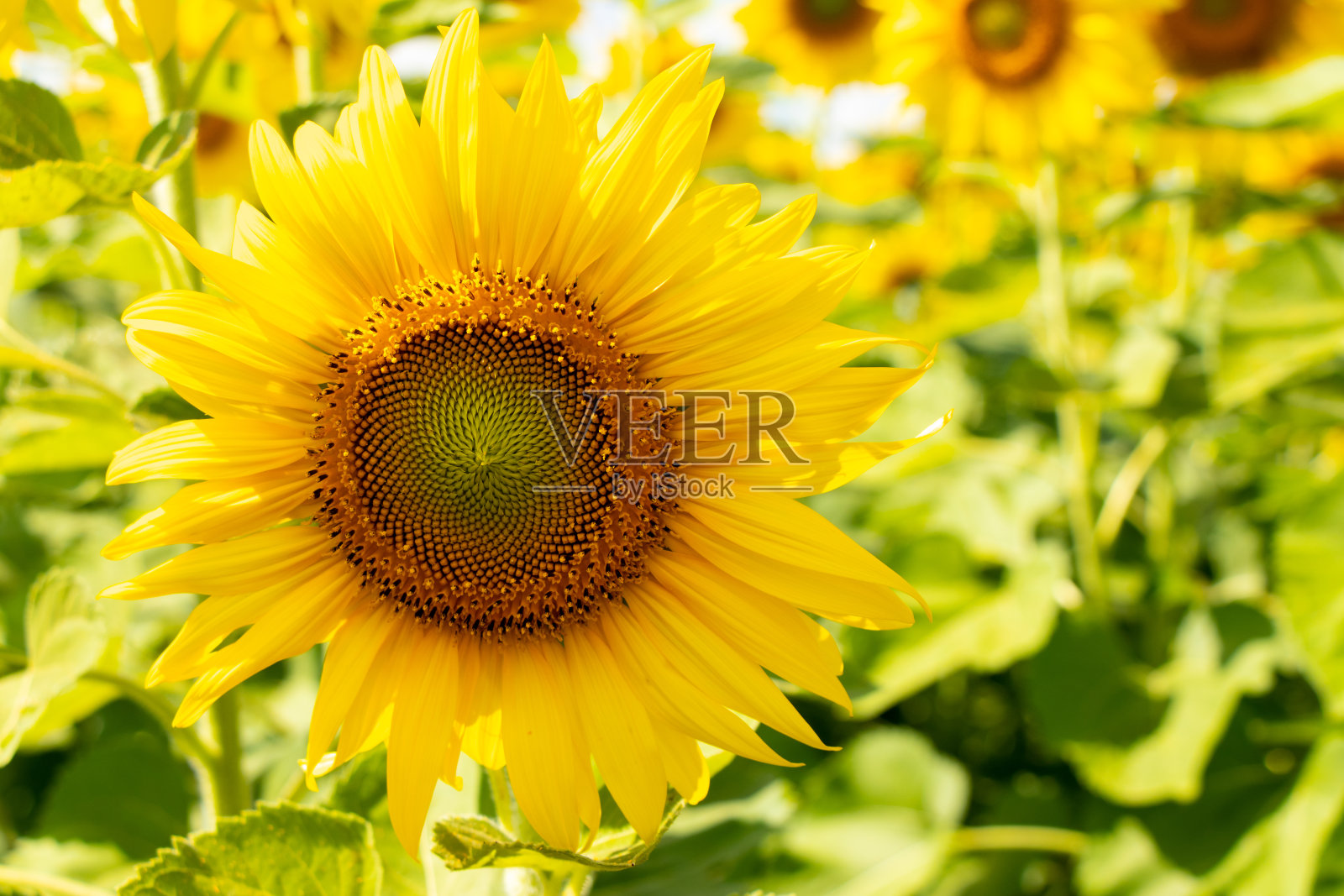 美丽的黄色向日葵在农业农场的背景照片摄影图片