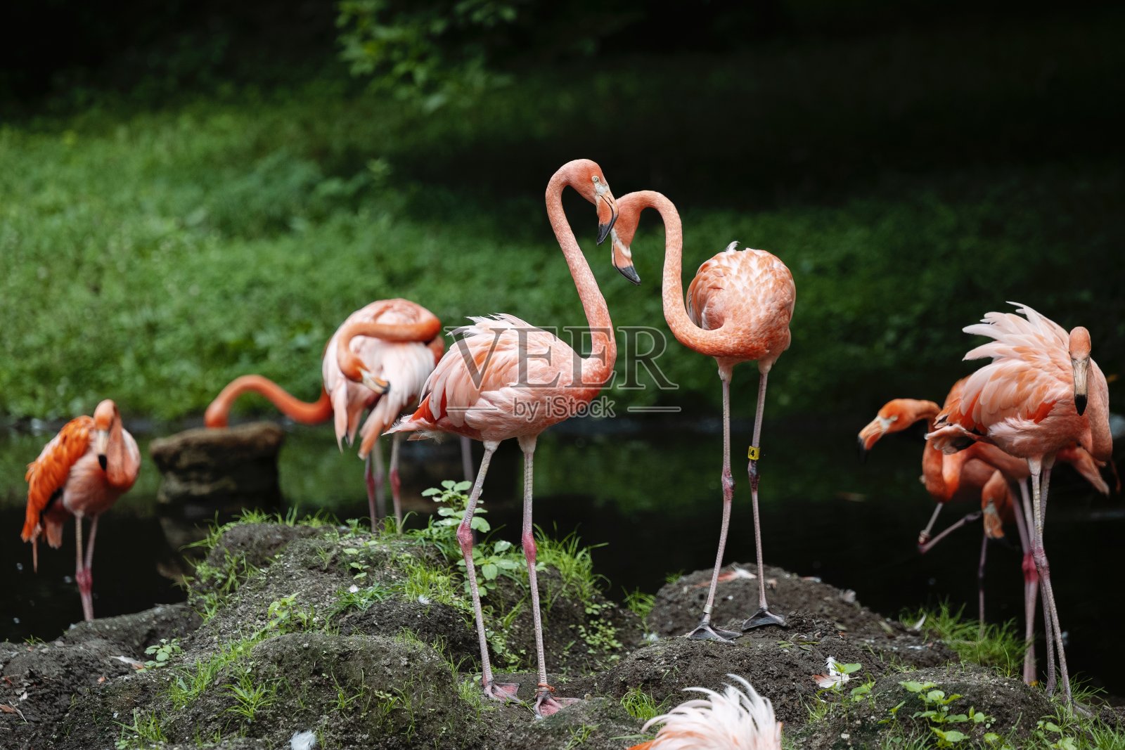 火烈鸟照片摄影图片