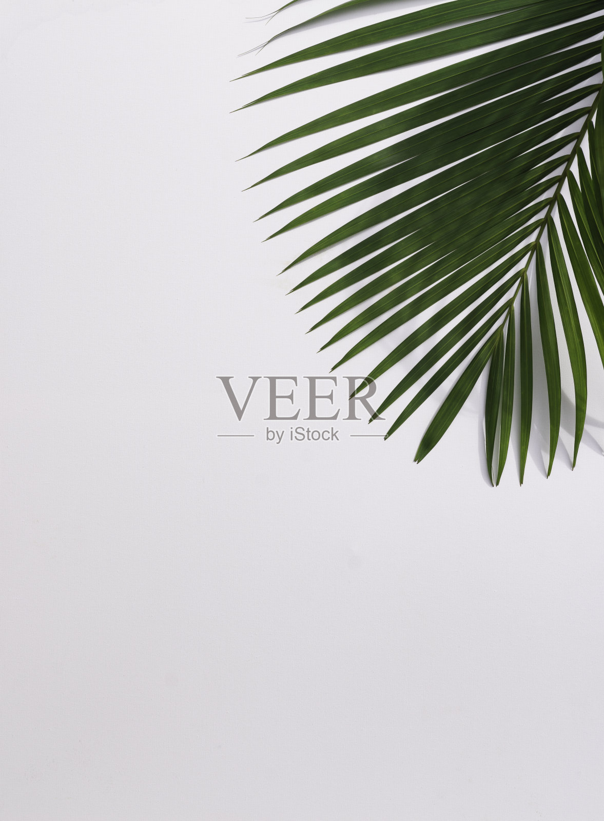 热带树叶被放置在白色画布上，部分树叶布局和复制空间。照片摄影图片