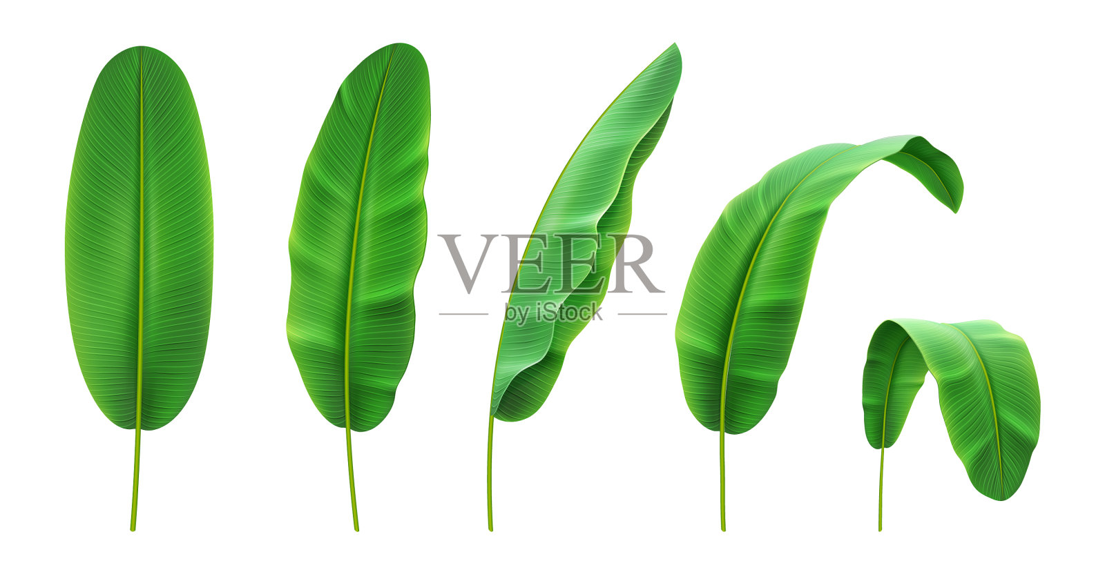 热带叶设芭蕉叶位插画图片素材