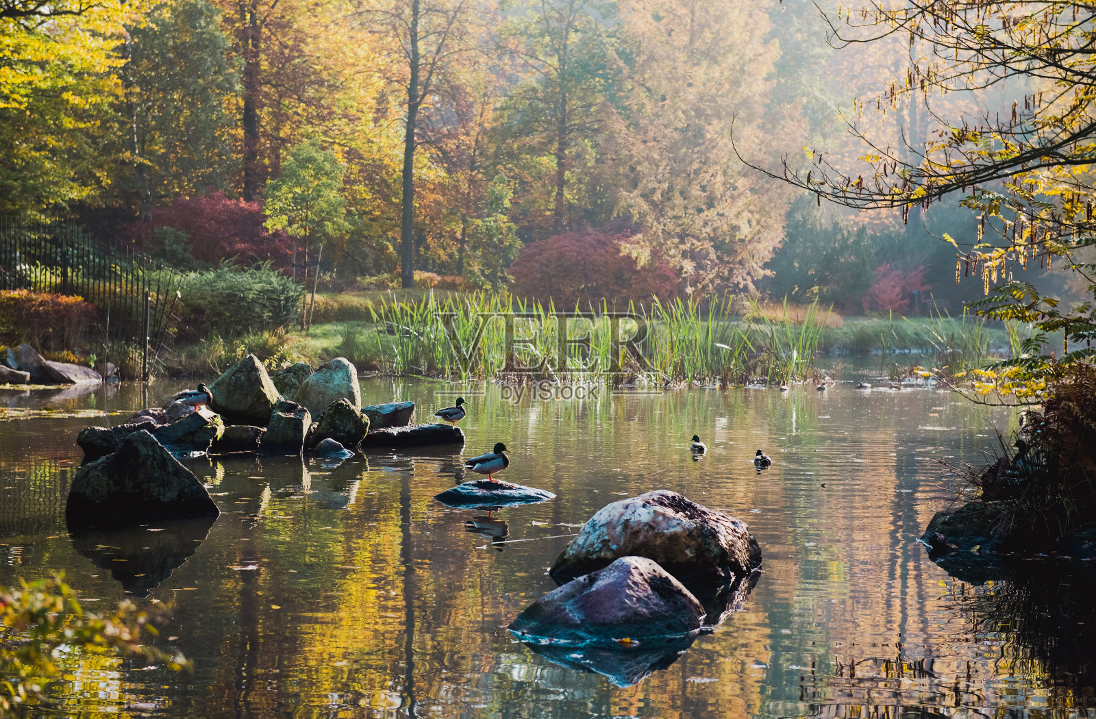 在欧洲的一个城市里，秋天的日本花园里，湖上的石头上的鸭子，放松的地方照片摄影图片