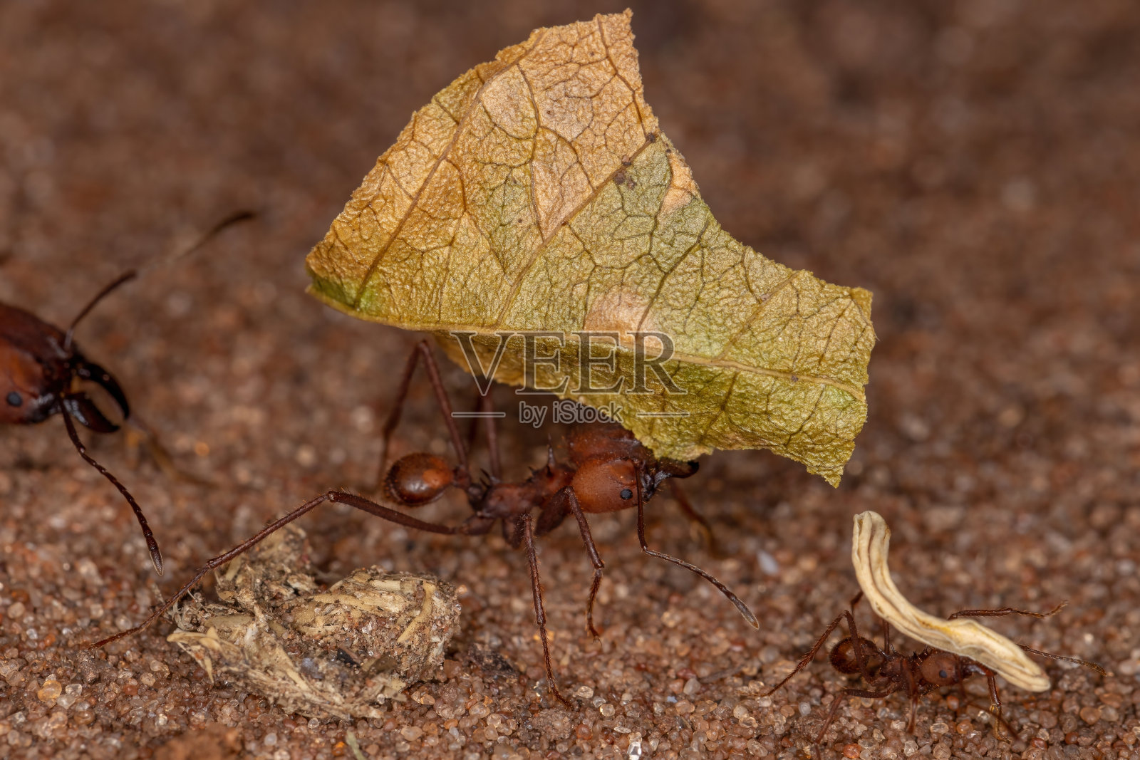 阿塔Leaf-cutter蚂蚁照片摄影图片