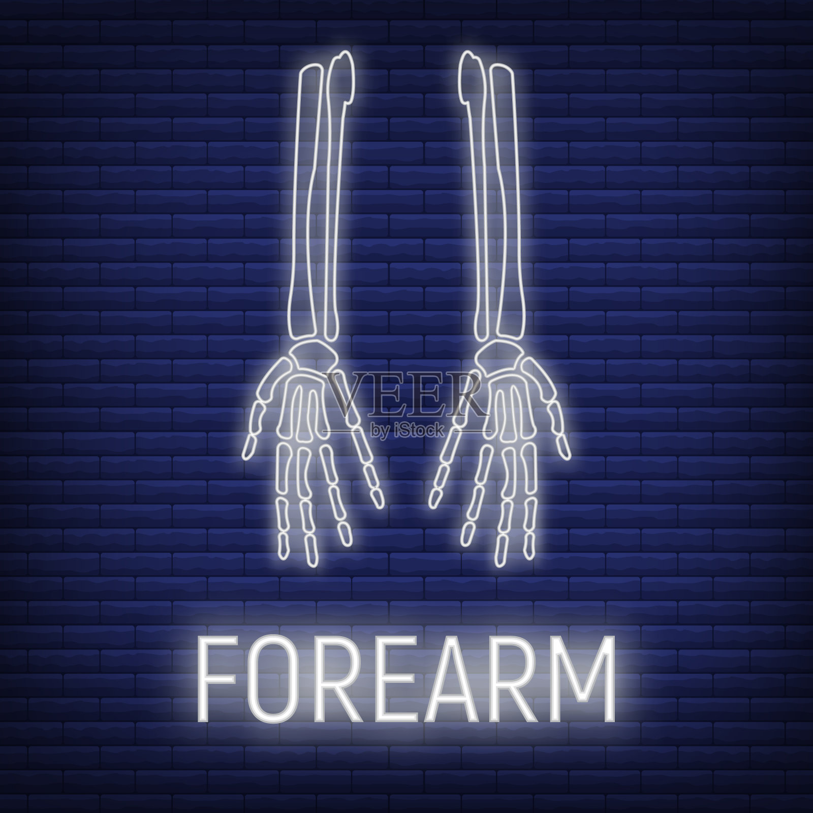 概念前臂骨图标辉光霓虹灯风格，骨骼部分有机体，x射线人体图像隔离在黑色，平面矢量插图。插画图片素材