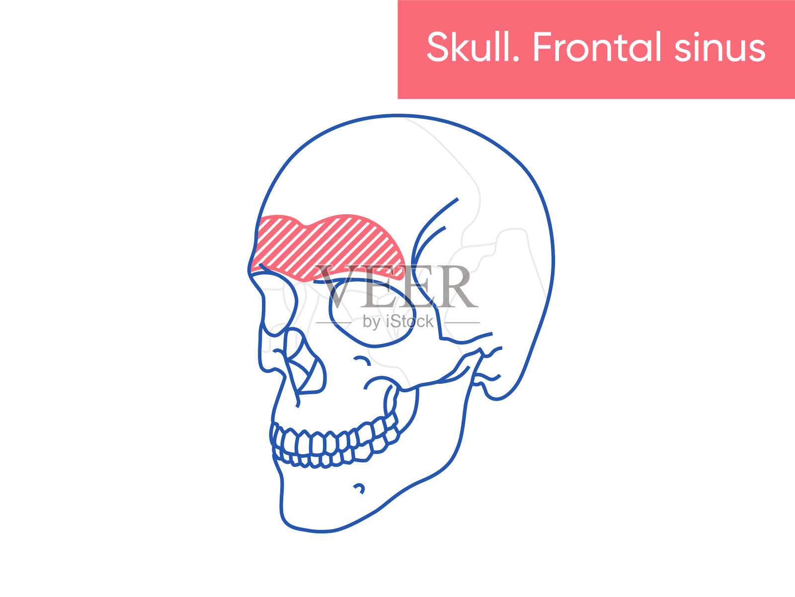 人类头骨解剖-额窦插画图片素材