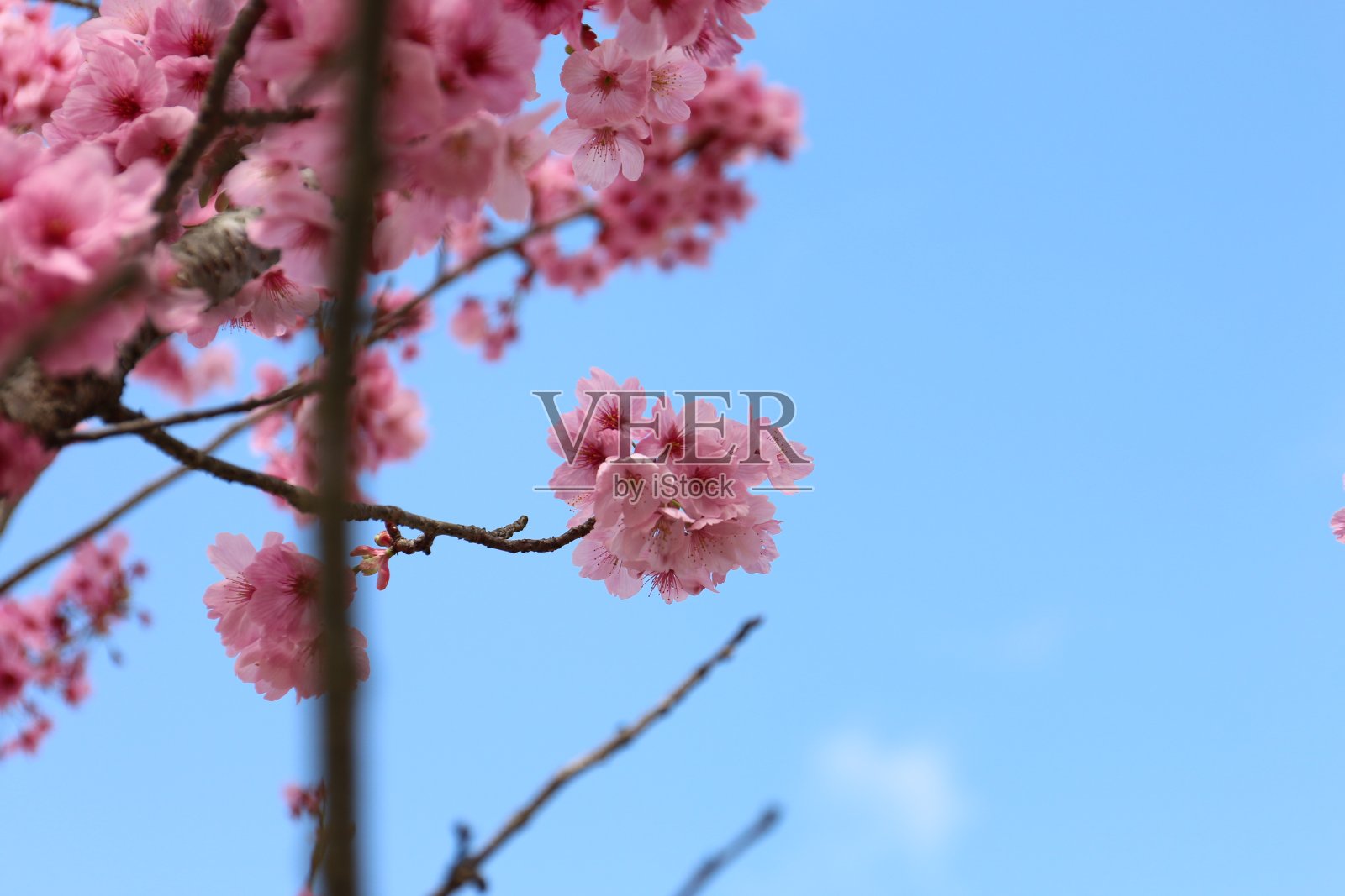 樱花照片摄影图片