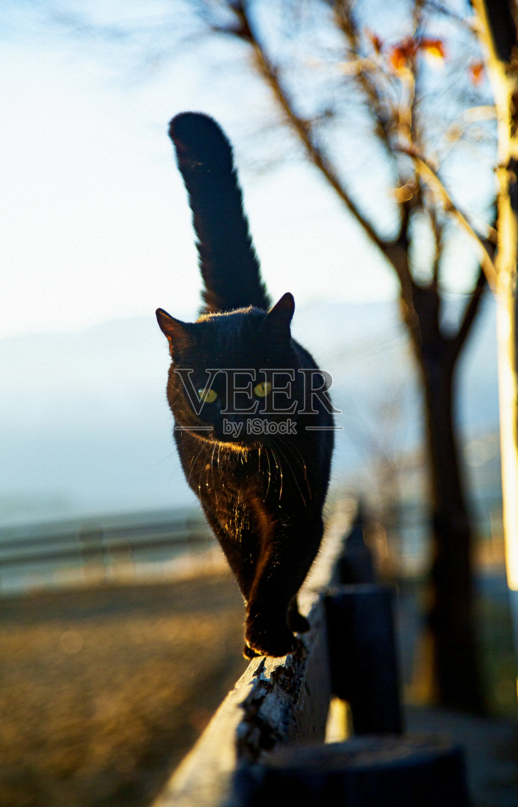 黑猫在栅栏2照片摄影图片