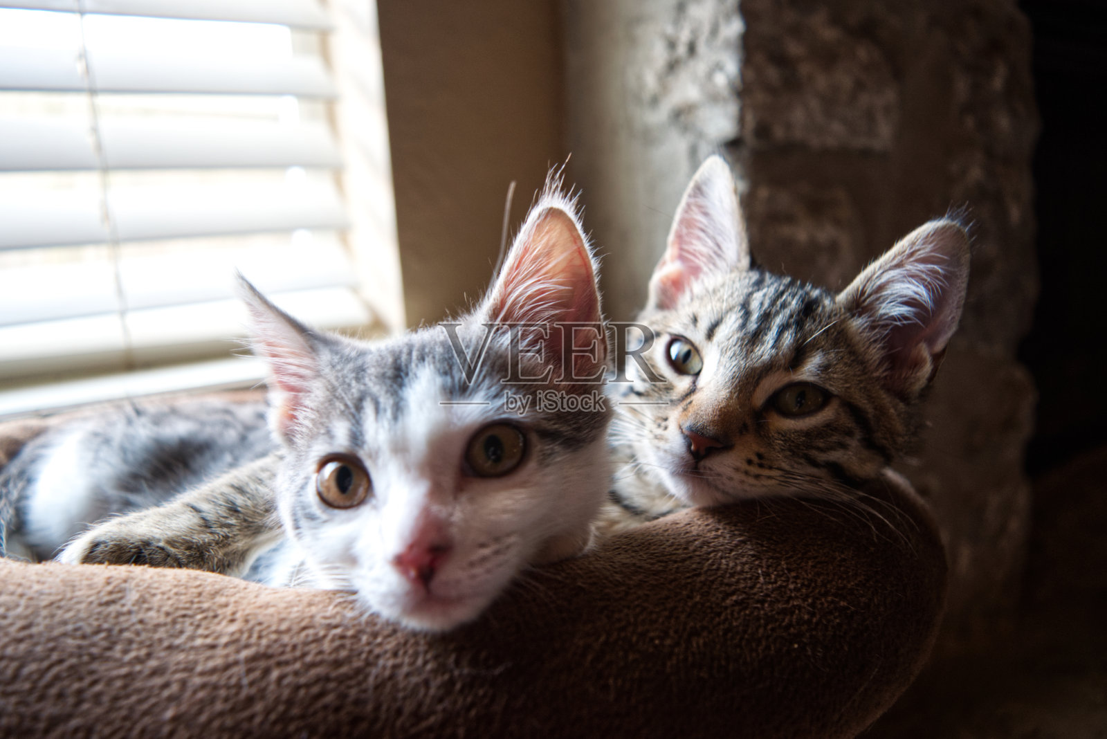 小猫躺在阳光下照片摄影图片