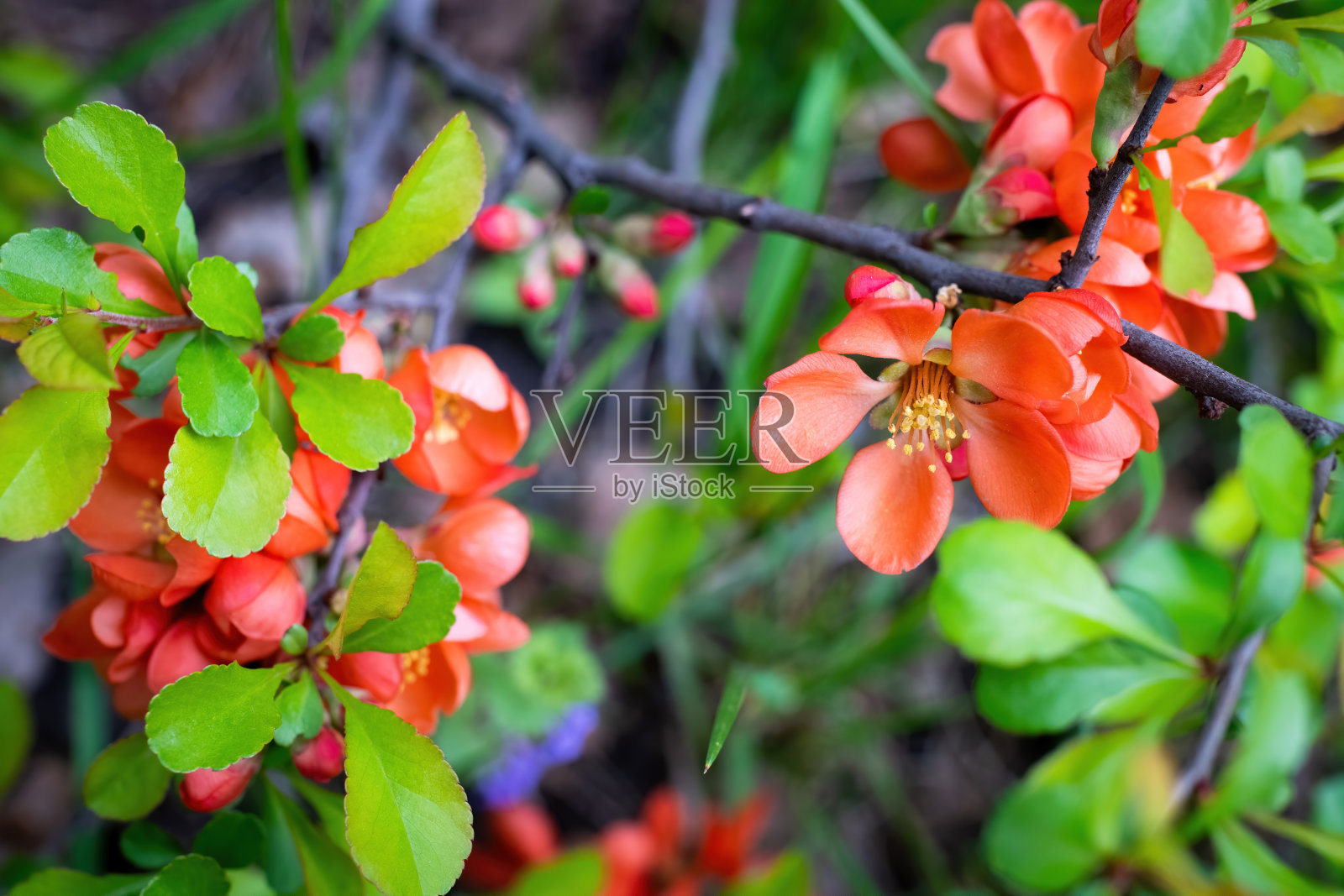 盛开的日本榅桲，开着明亮的花照片摄影图片