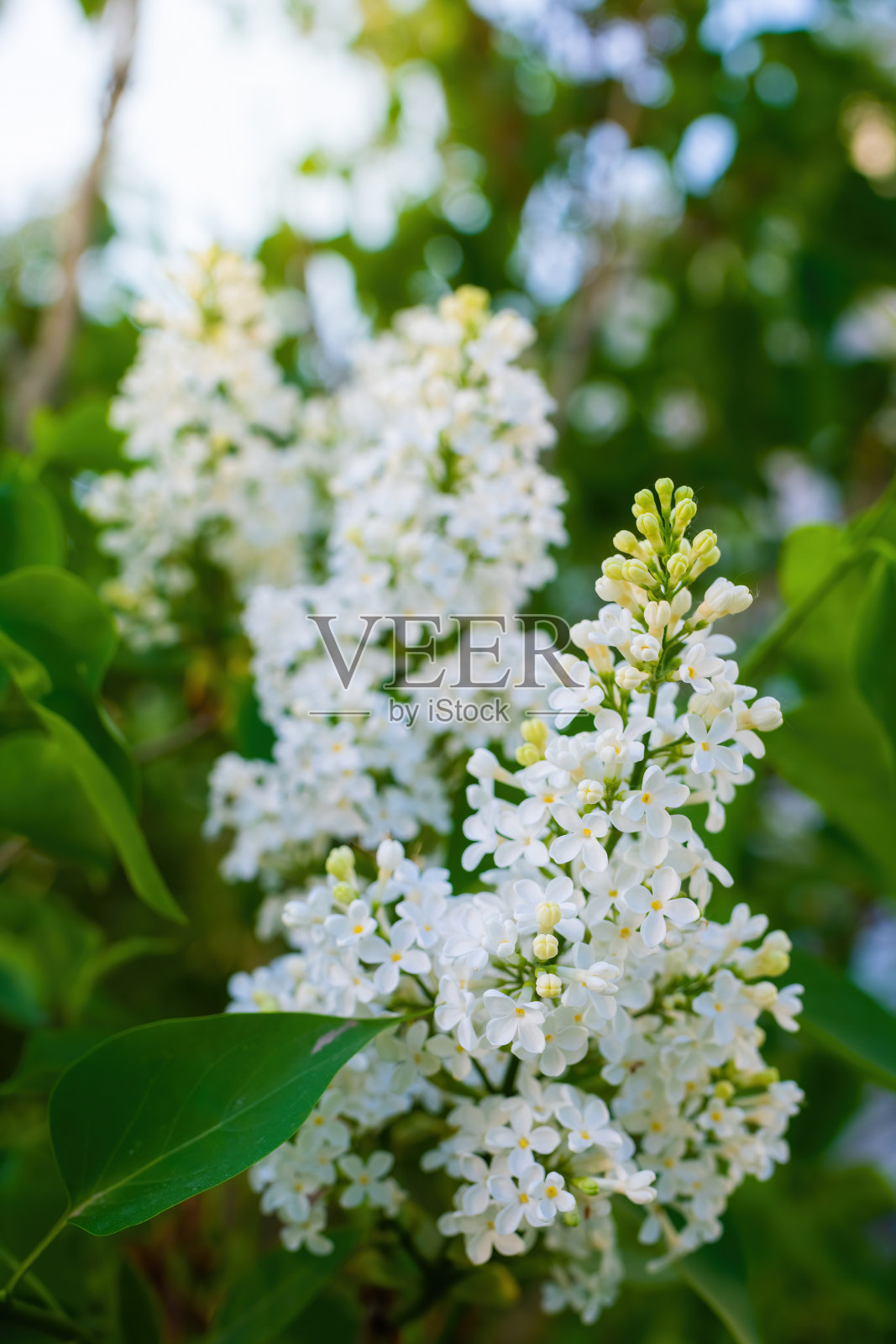 在阳光明媚的日子里，一枝盛开的白丁香照片摄影图片