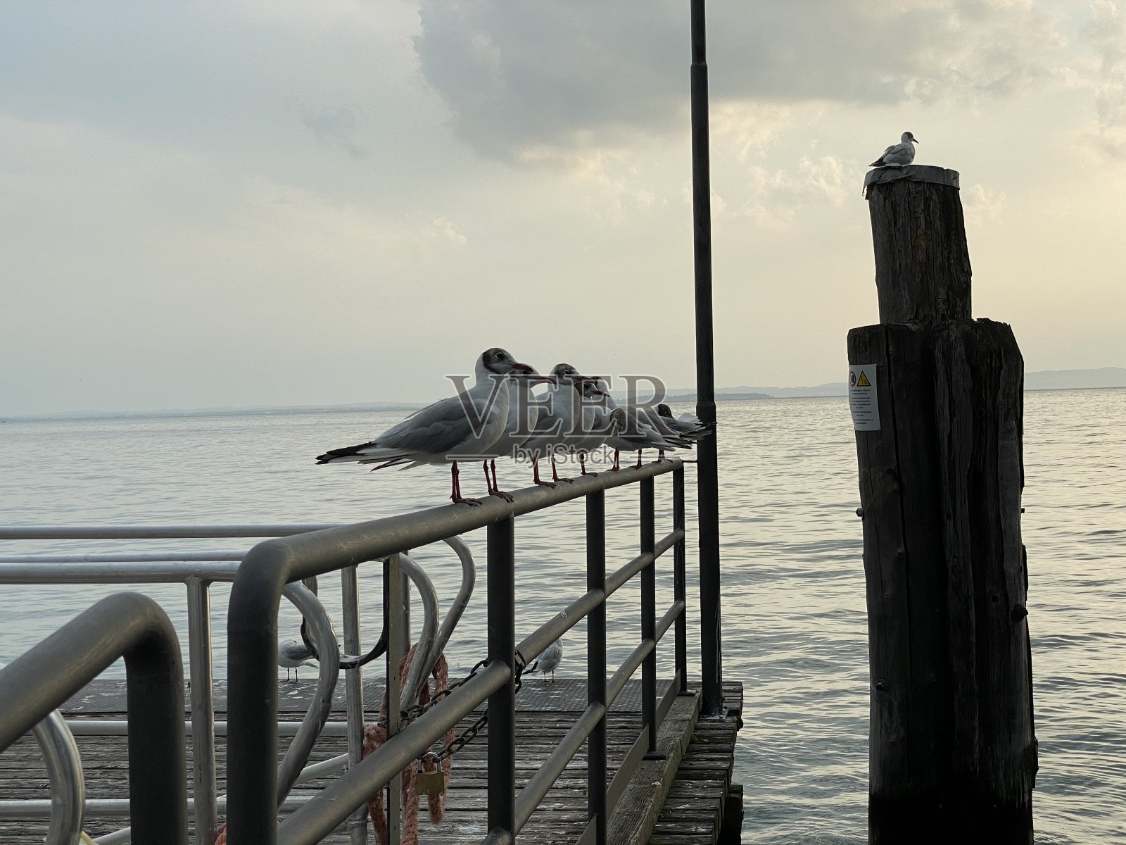 巴多里诺湖加尔达威尼托海鸥照片摄影图片
