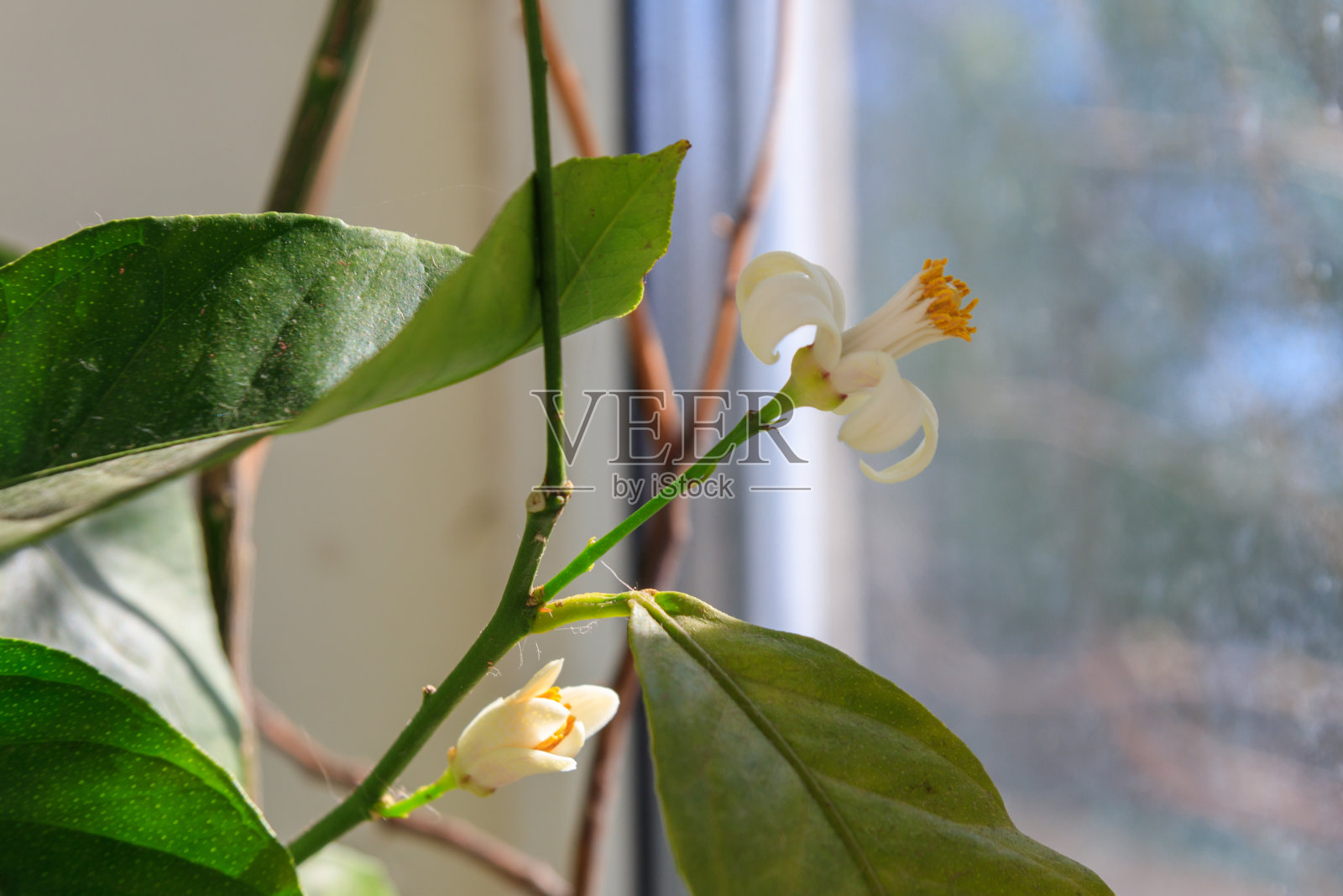 公寓窗台上一棵盛开的柠檬树照片摄影图片