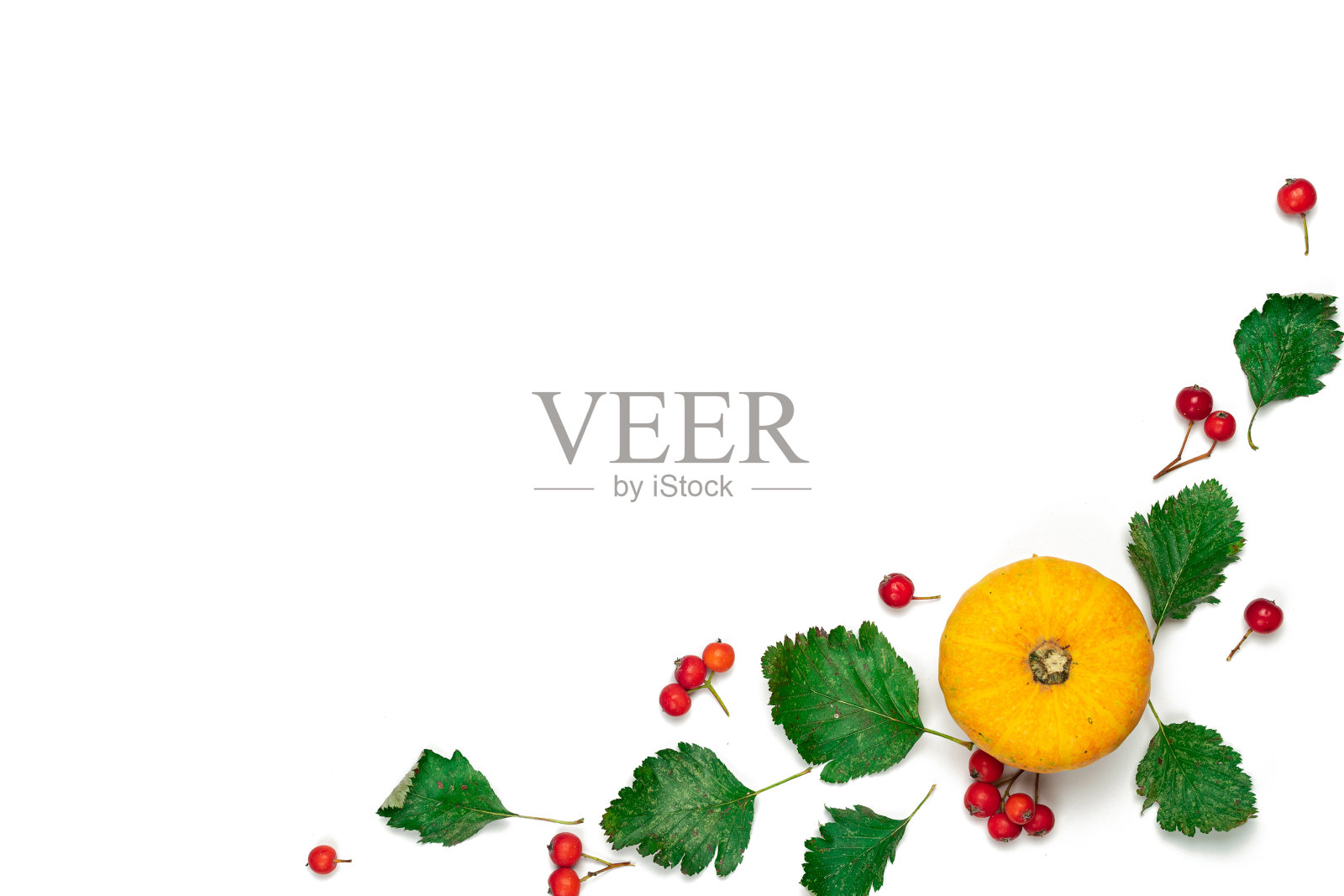 平的秋天。天然食物，收获橙色的南瓜，秋天的干叶子，孤立在白色背景上的花楸浆果。季节性优惠和假日明信片模型，俯视图。照片摄影图片