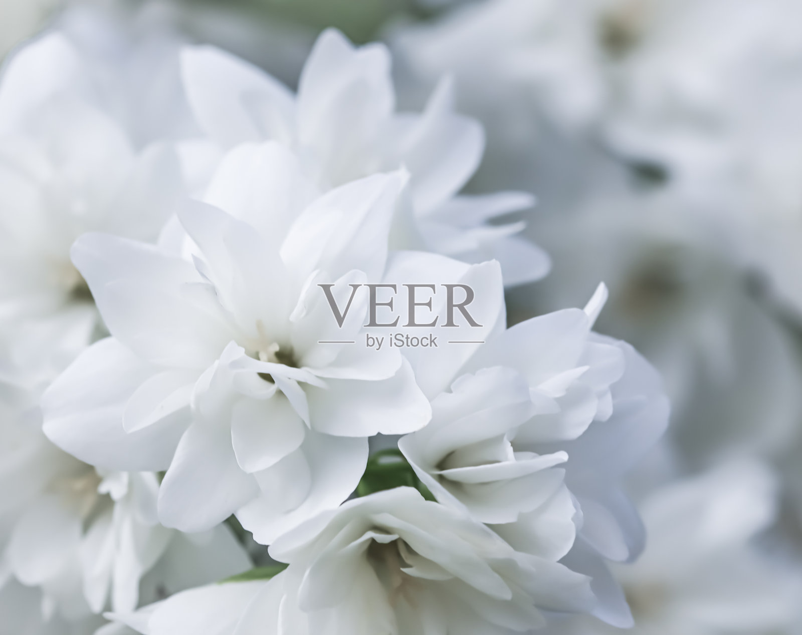 花园里有白色毛巾花。花的背景照片摄影图片