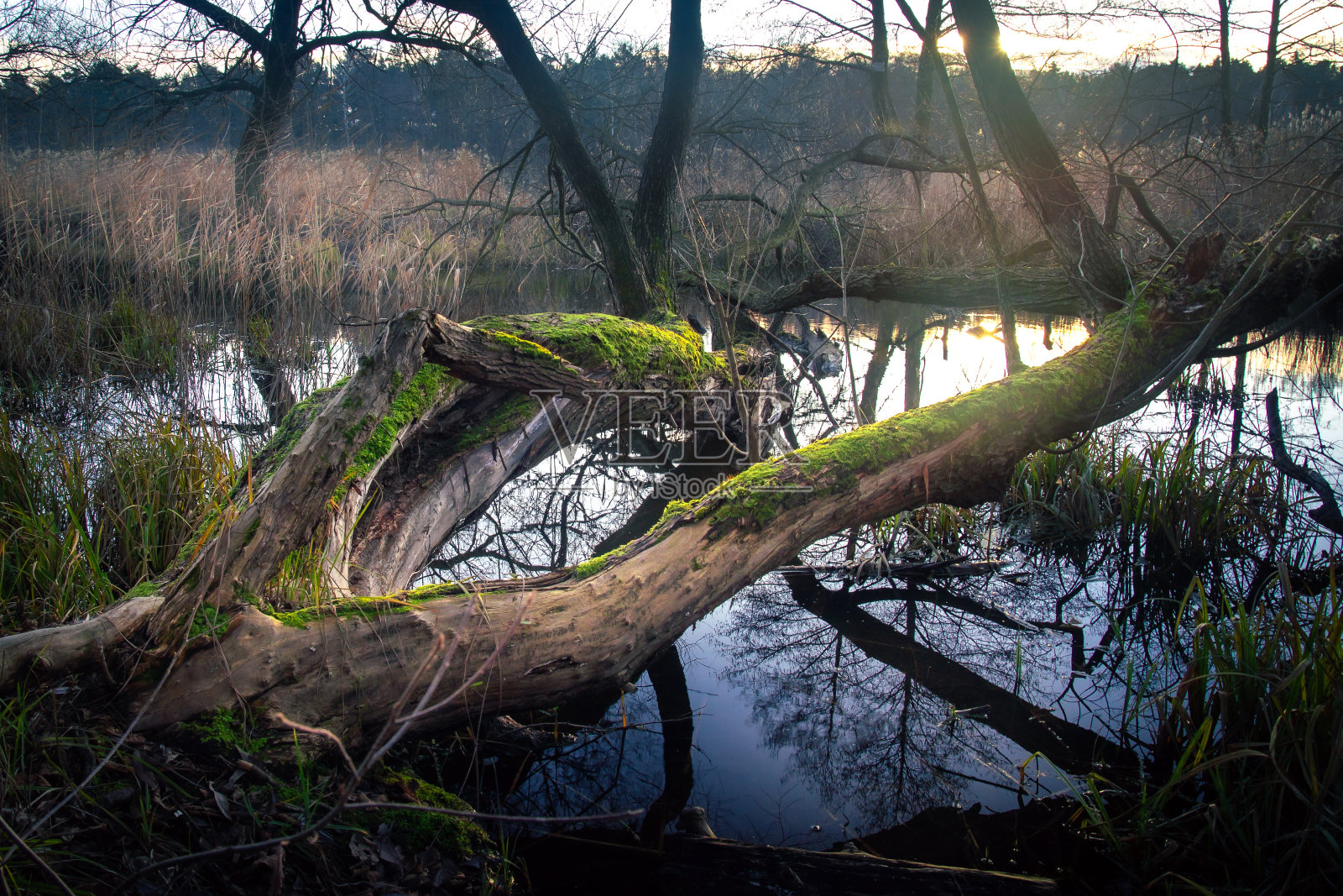水边的一棵树照片摄影图片