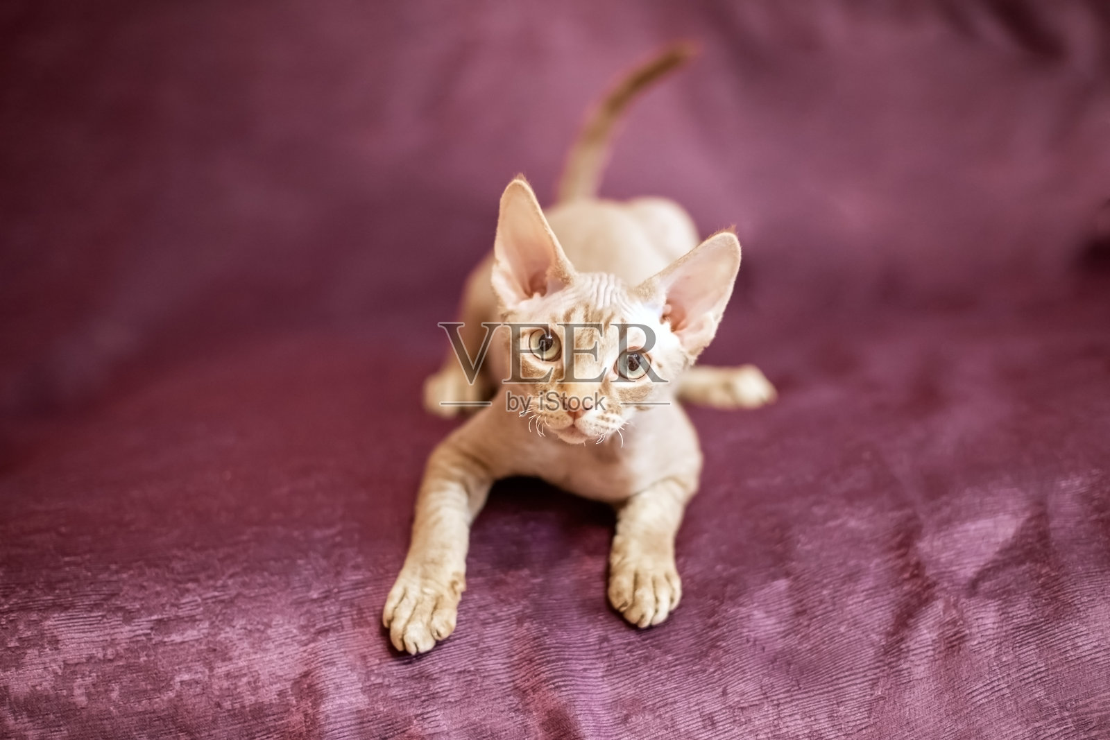 暹罗猫坐在樱桃色的沙发上照片摄影图片