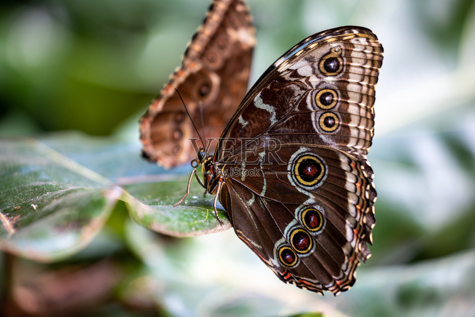 夏天树叶上的黑脉金斑蝶照片摄影图片