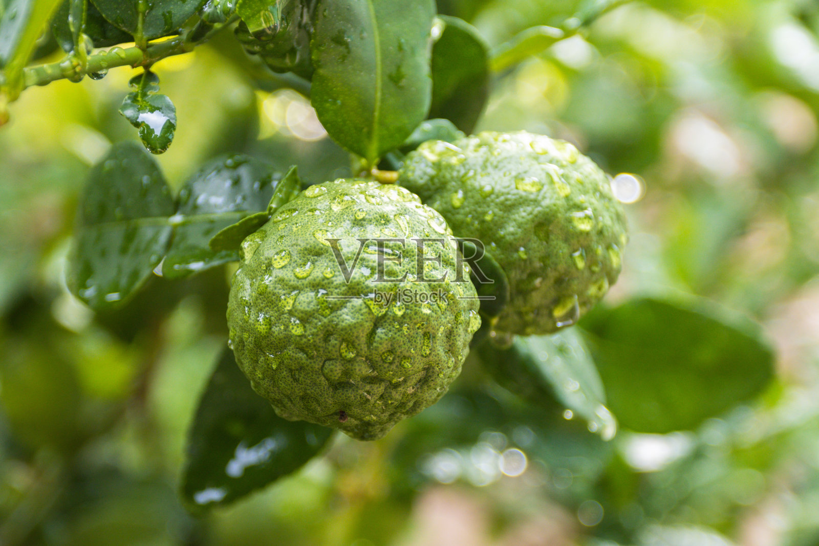 新鲜的佛手柑和树上有水滴的叶子，果味带有佛手柑草本香气照片摄影图片