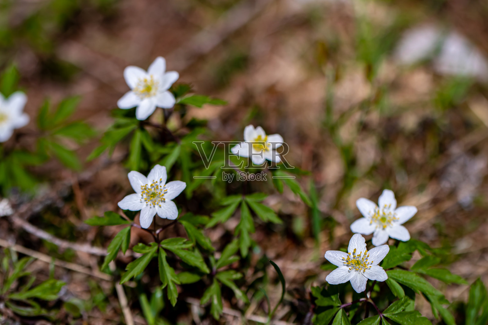 银莲花花，生长在森林，宏观照片摄影图片