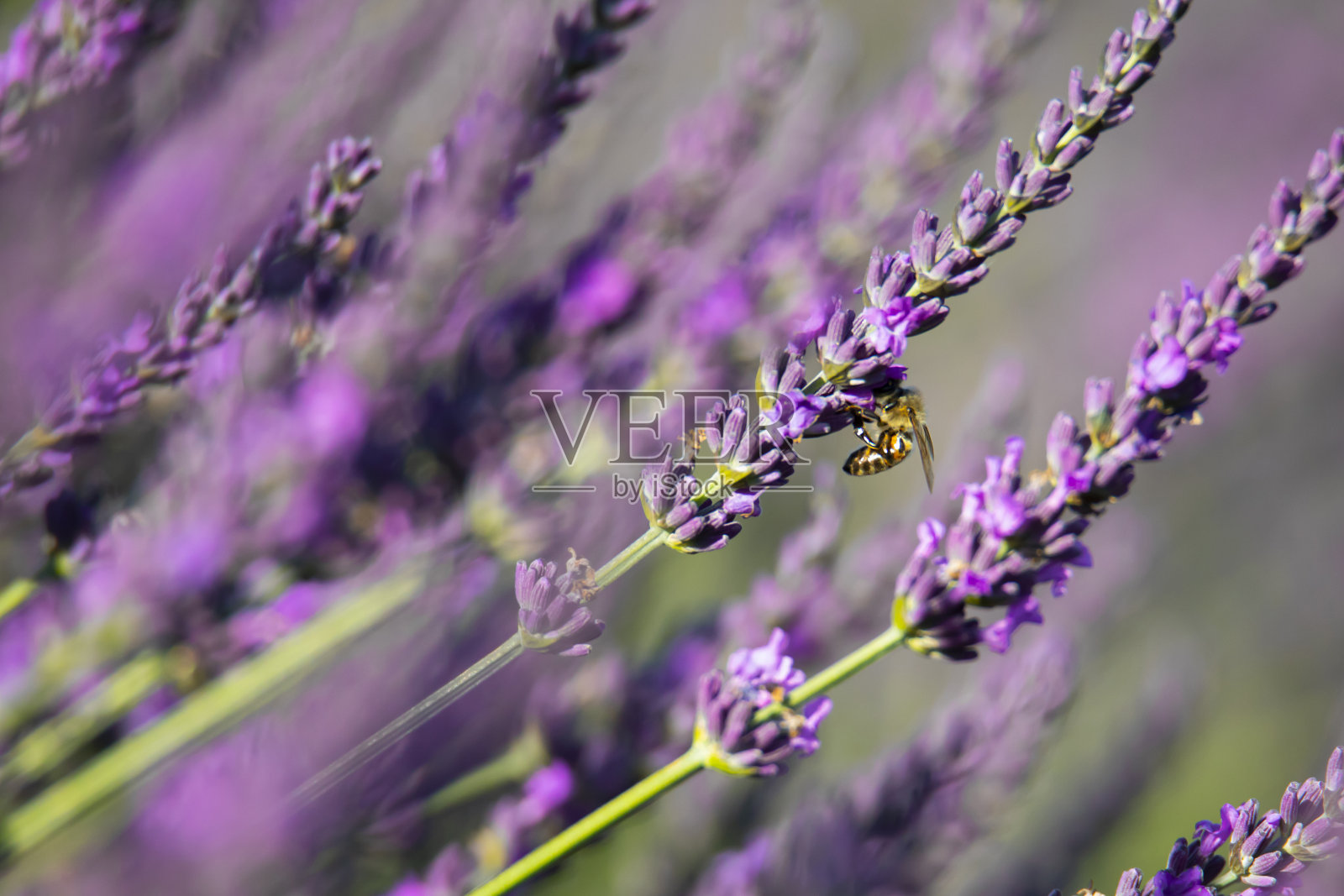 在意大利托斯卡纳的夏季，薰衣草花在盛开的田野上照片摄影图片