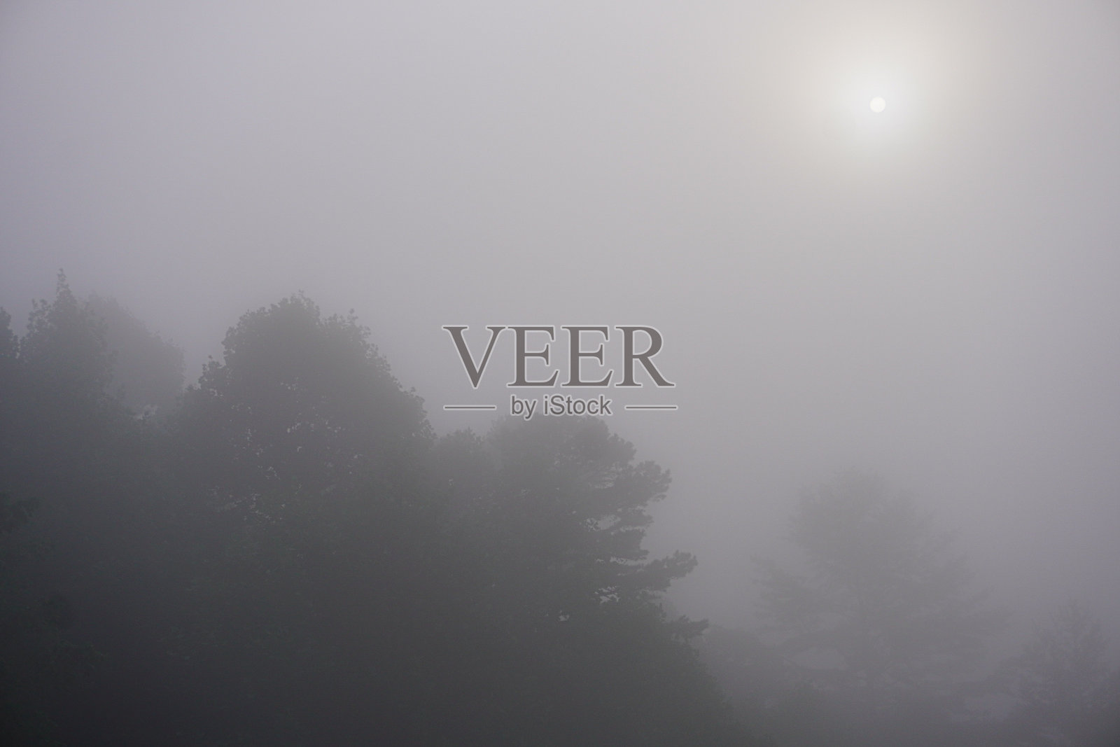 阳光在森林里燃烧掉晨雾照片摄影图片