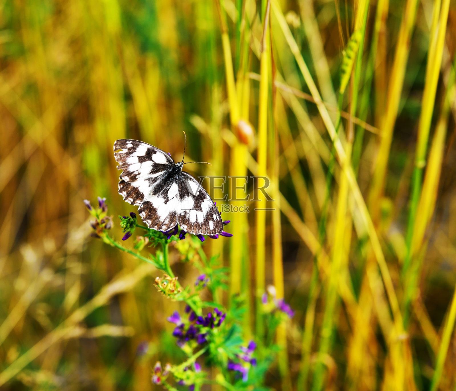 意大利圣乔瓦尼库内奥销售照片摄影图片