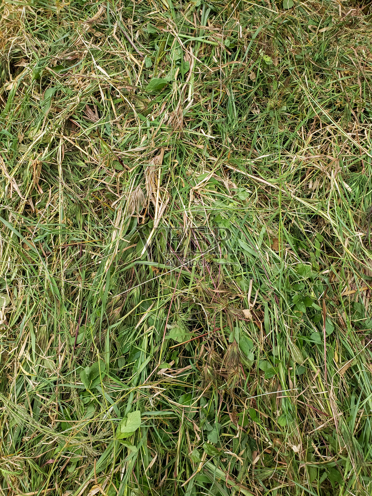 近距离的动物饲料来自各种草料，满足动物饲料的日常需求照片摄影图片