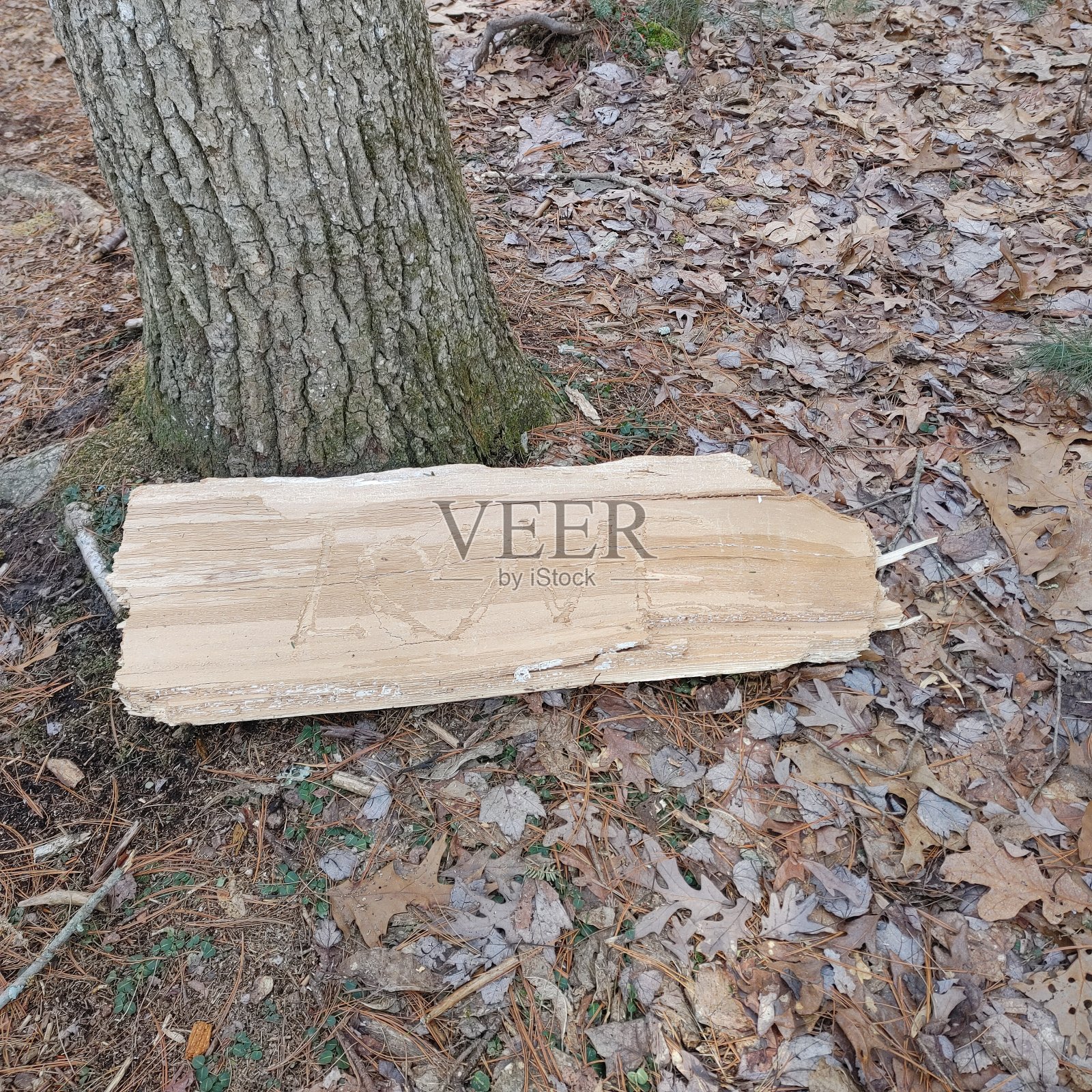 森林里的讯息照片摄影图片