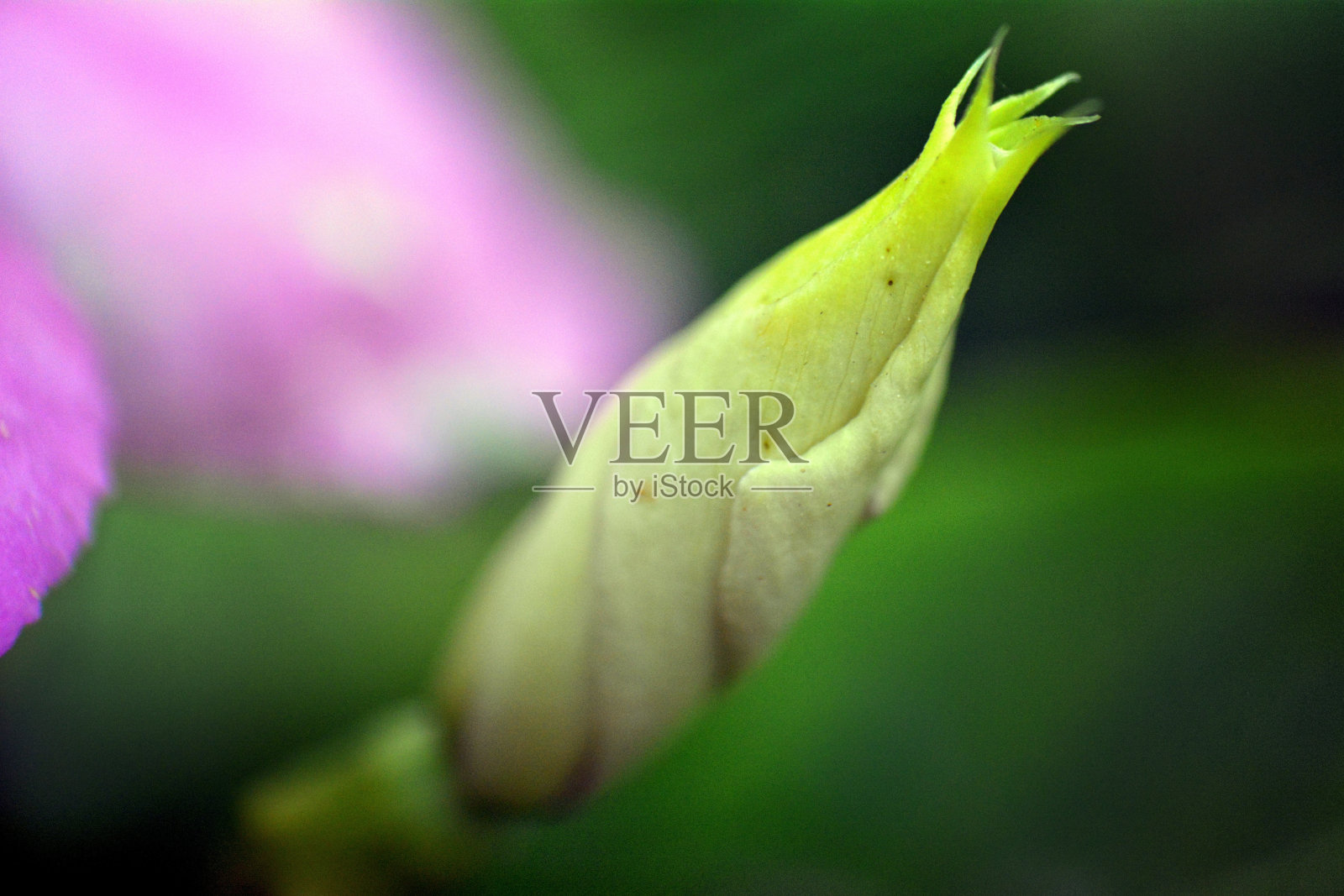 花特写宏观视图照片摄影图片