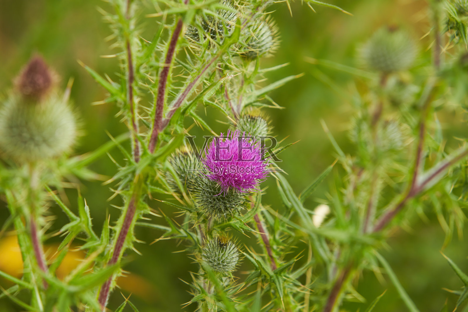 牛蓟(cirsium vulgare)仙人掌蓟盛开近距离户外水平。照片摄影图片