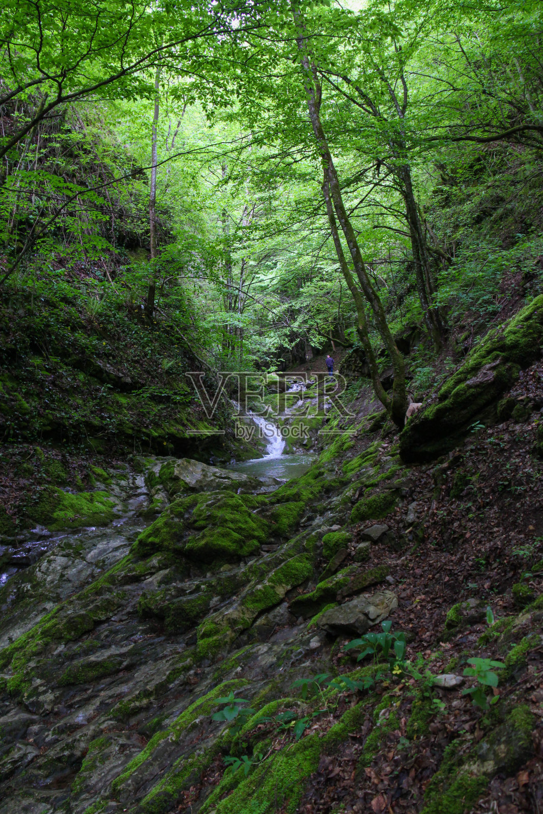 森林照片摄影图片