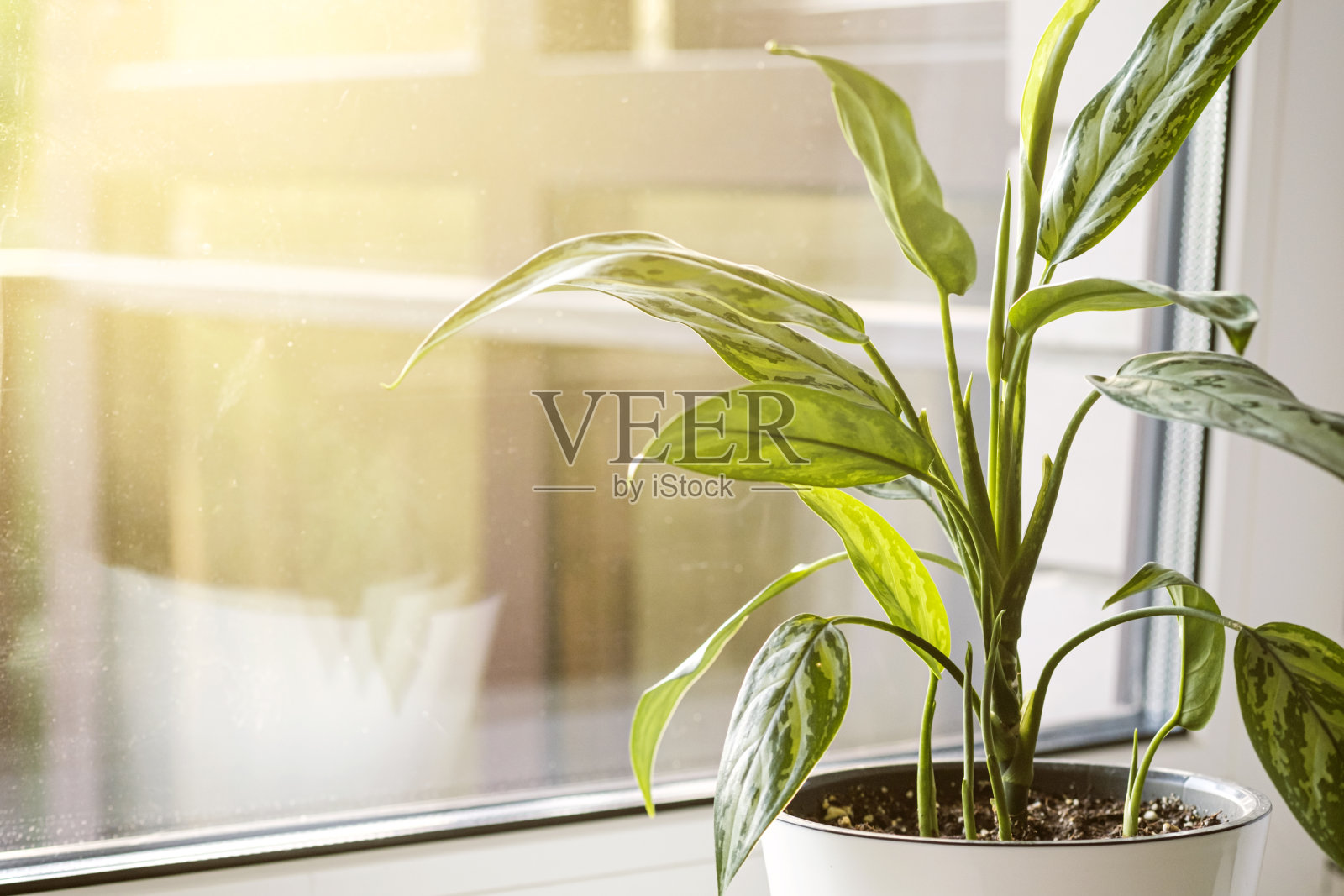 窗台上白色花盆中的红掌照片摄影图片