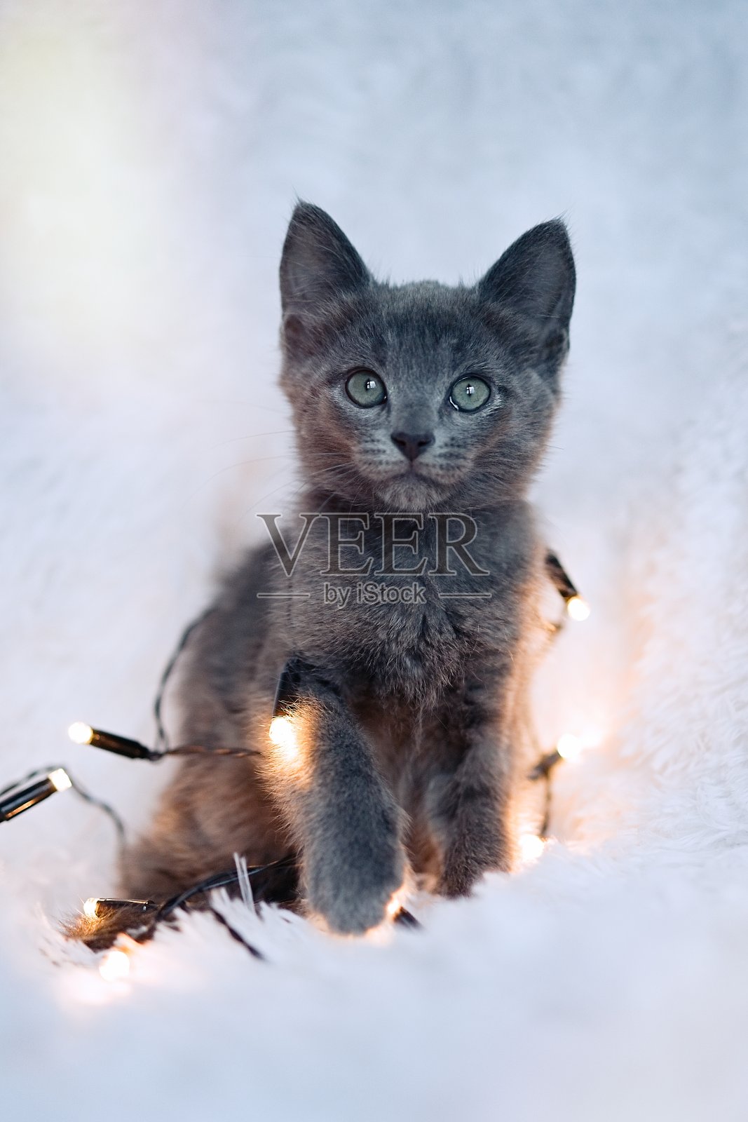 小猫玩着一串灯照片摄影图片