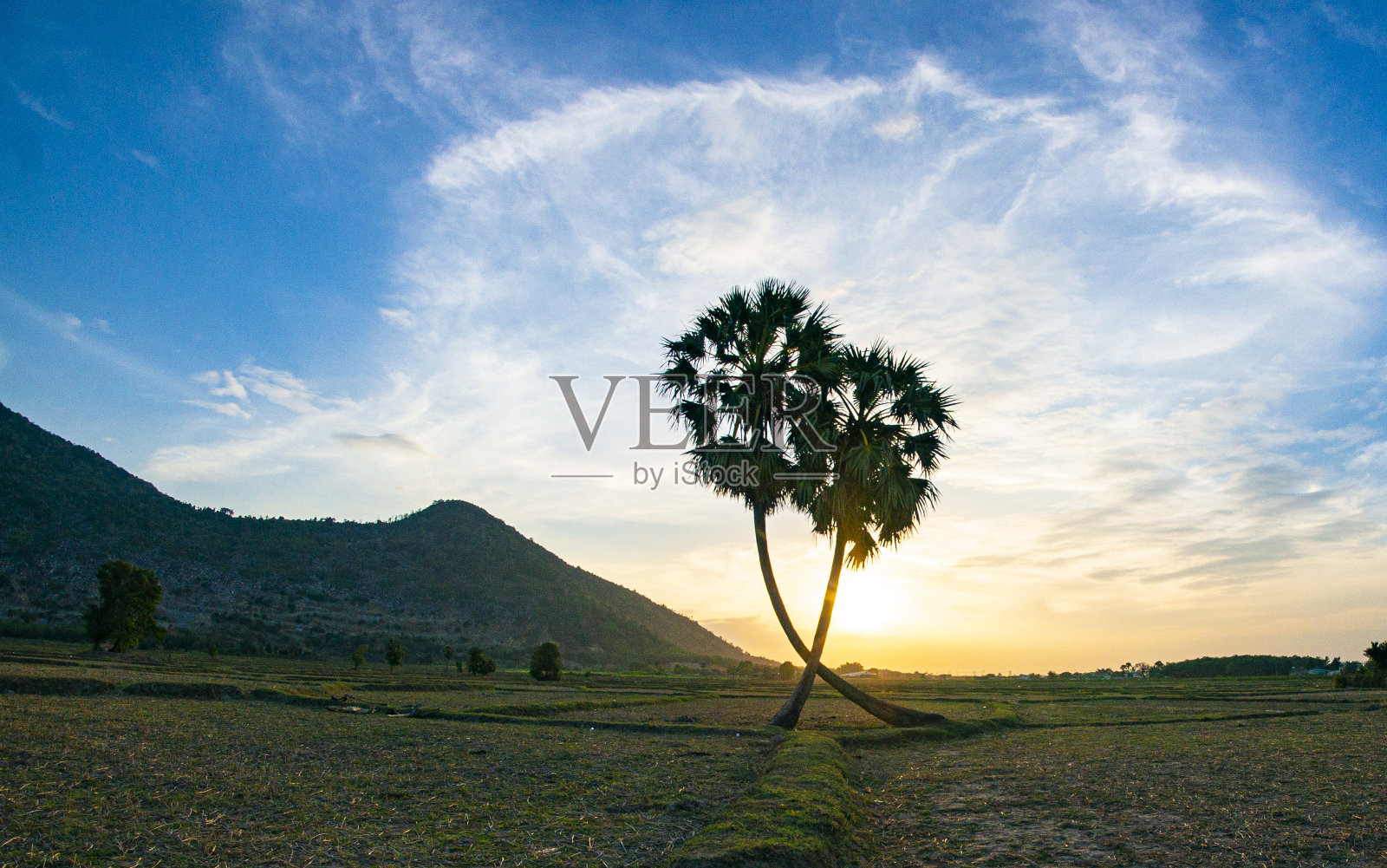 越南南部的田野上有一棵孤零零的树，美丽的日落照片摄影图片
